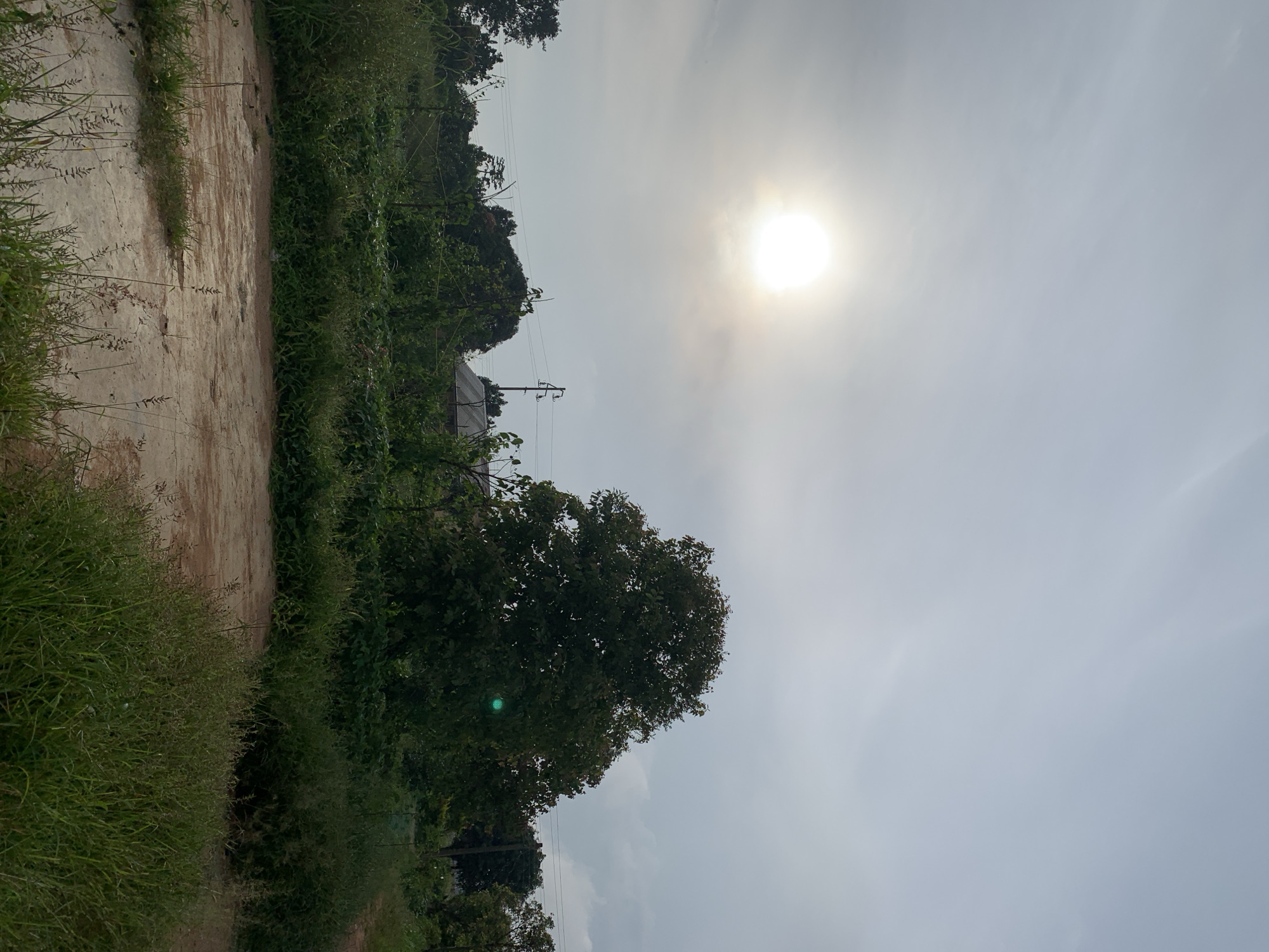 The image depicts a bright, overcast day in Kuru Karama, Nigeria. The sun is a strong, diffused orb in the upper left quadrant of the sky, its light bathing the scene in a soft, hazy glow. In the foreground, a patch of uneven, light-colored ground is visible, scattered with sparse blades of dry grass and some larger clumps of green vegetation. This ground appears to be a dirt or gravel path. Beyond this, a dense expanse of lush green foliage stretches across the midground, with various trees and shrubs. A large, dark green tree with a full canopy dominates the center of the frame, its leaves appearing dark due to the lighting conditions. To the right of this tree, a hint of a building with a grey roof is visible through the foliage. Further back, a utility pole with electrical wires is present, suggesting the presence of infrastructure. The background consists of more trees and vegetation, fading into the hazy sky. The overall impression is one of a rural or semi-rural environment bathed in the diffused light of a cloudy day.