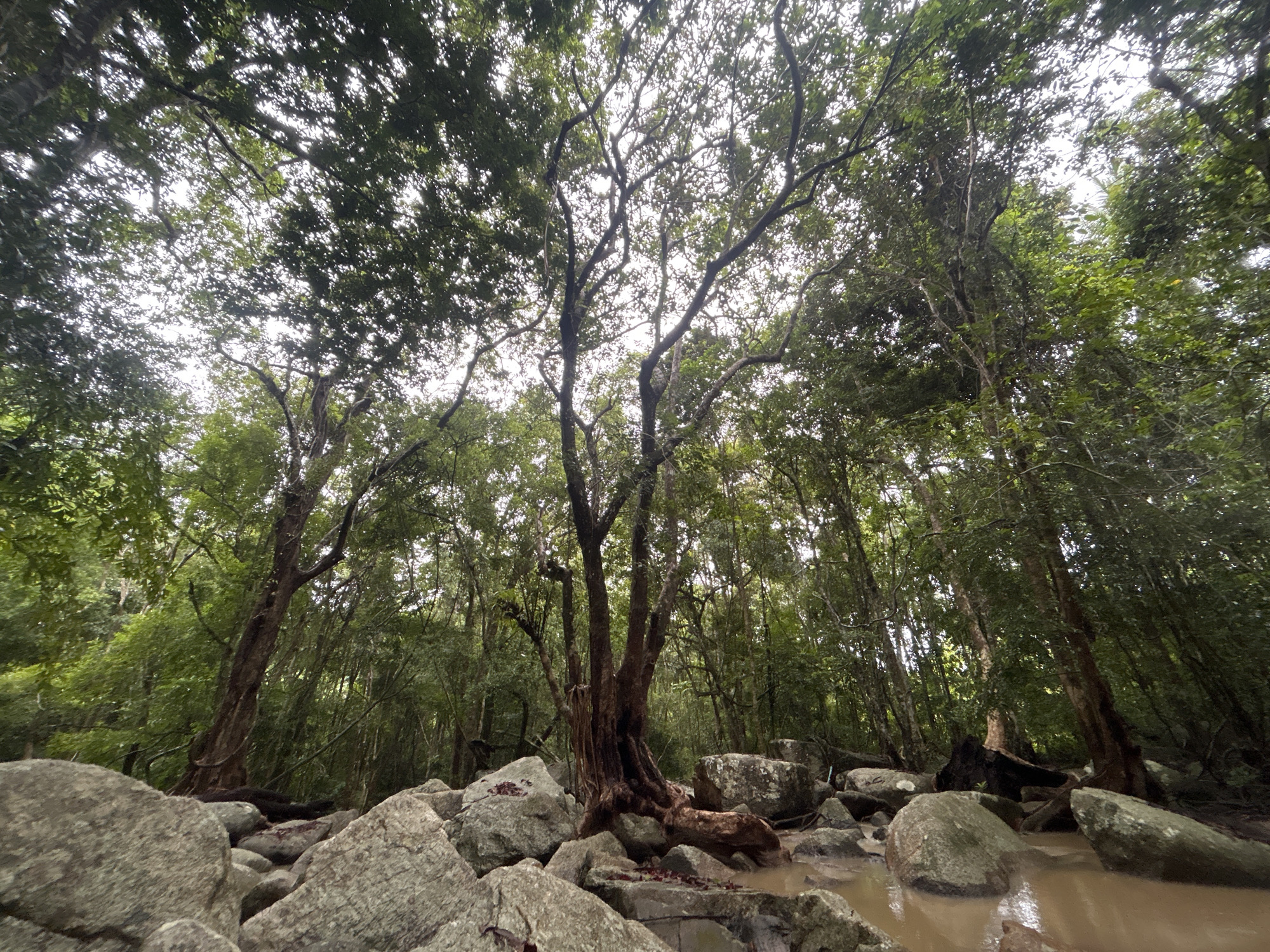 The photograph shows a rocky riverbed in a forest near Baan Thong Nang, Thailand. Large grey boulders dominate the foreground, with a shallow, muddy brown stream winding between them. Trees surround the stream, with a central tree featuring exposed roots partially submerged in the water. The forest is dense, with green foliage and tall, thin trees. The sky is visible through the canopy, appearing overcast and grey. There are no people visible in the photograph.