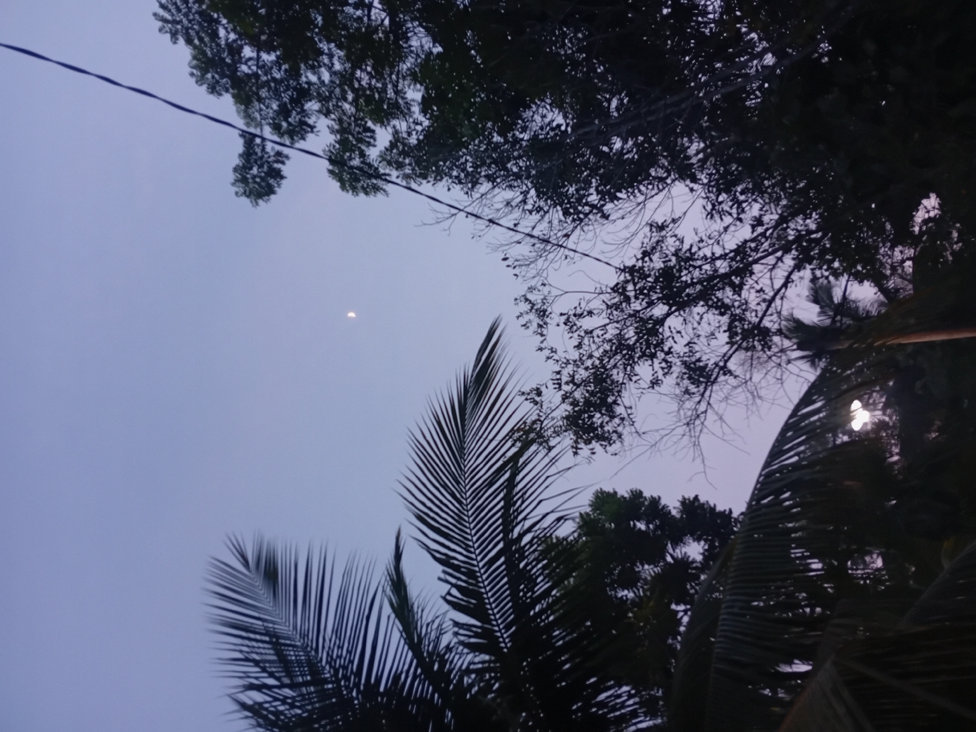 A crescent moon is visible in the pale purple twilight sky. Silhouetted against the sky are the fronds of a palm tree in the foreground to the left, and the branches of other trees to the right. A thin black wire runs diagonally from the top right corner towards the center of the frame. In the lower right quadrant, obscured by foliage, is a bright light, possibly a street lamp. The image appears to be taken outdoors in Aluebuya, Indonesia.