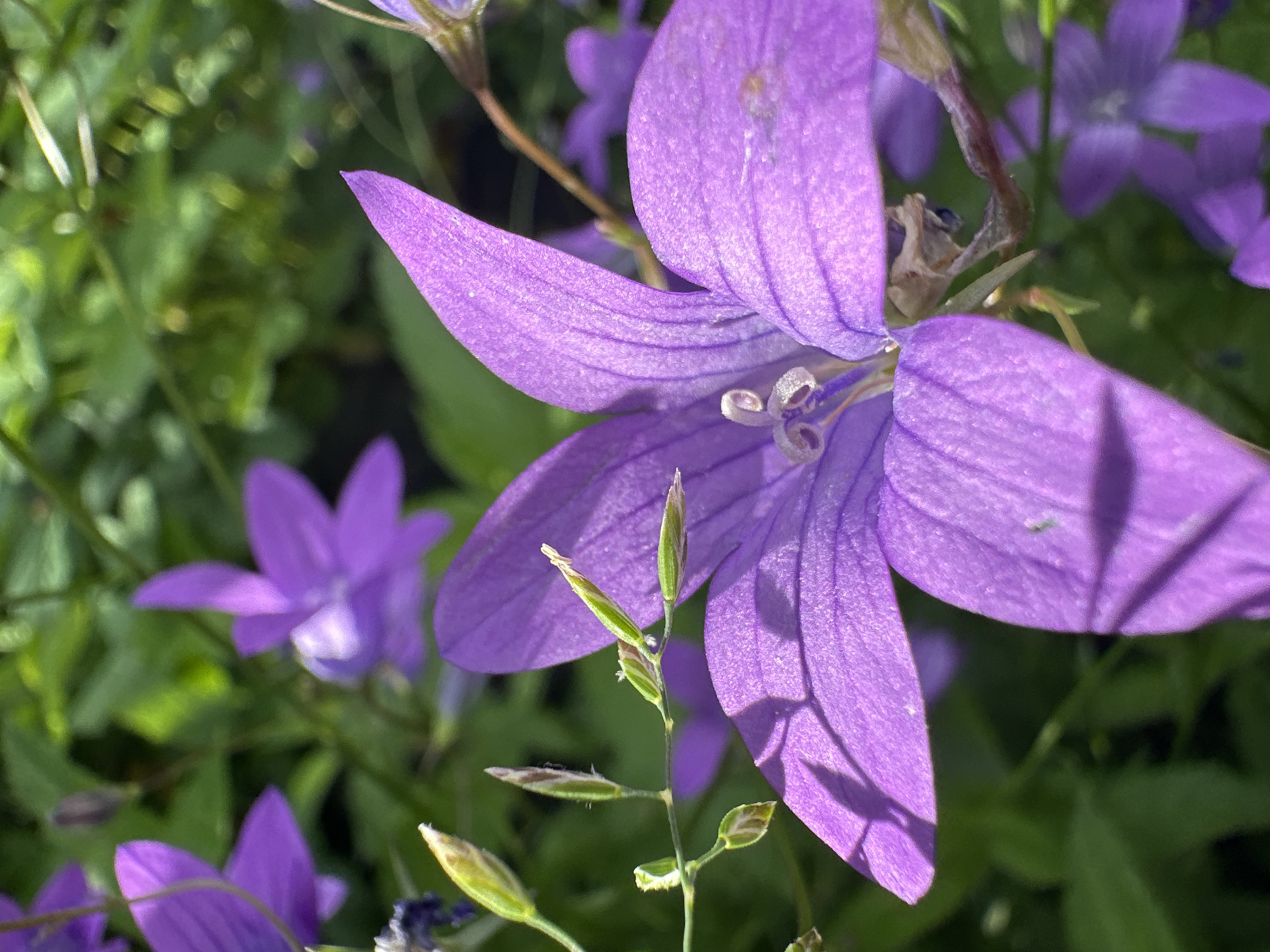 A close-up, macro photograph captures a cluster of purple bell-shaped flowers with green foliage in the background. The flowers exhibit delicate, pointed petals with visible veins. In the foreground, a prominent flower fills the frame, its petals casting soft shadows. To the left, a stem with several small, budding green seed pods is visible. The overall scene is one of natural beauty, with the vibrant purple blossoms contrasting against the lush green leaves. There are no people or man-made objects present. The image appears to be a candid shot of flowers in a natural setting. The location is specified as Piriutino, Russia.