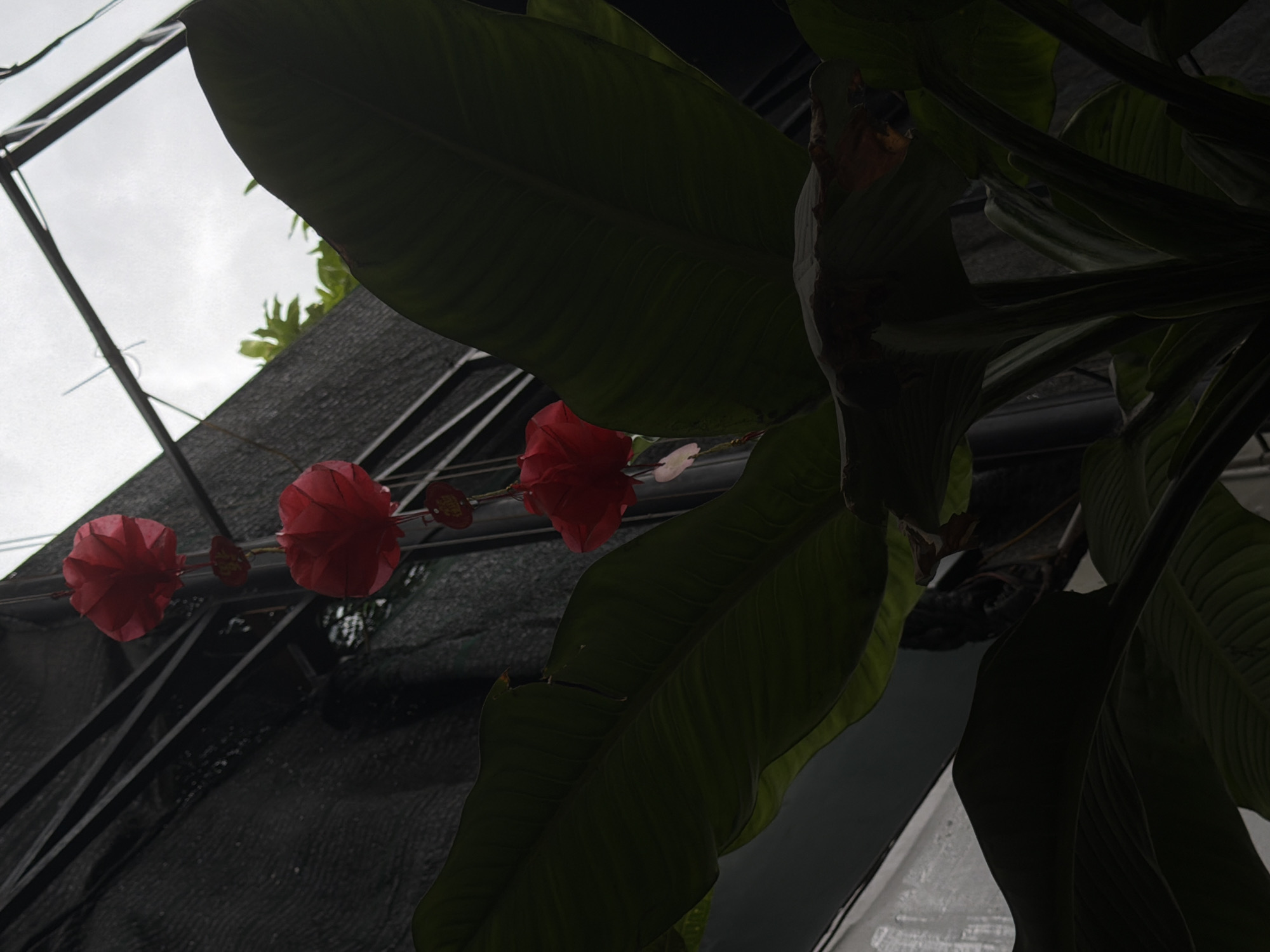 The image shows a low-angle view of a garden or greenhouse scene, likely in Bac Nha Trang Ward, Vietnam, based on the context. The scene is partially obscured by large, dark green leaves, possibly banana or similar tropical foliage. These leaves dominate the foreground and middle ground of the image. Suspended above, possibly from the structure of the greenhouse or garden, are three red paper lanterns. These lanterns are evenly spaced. The background includes a glimpse of the sky, which appears overcast. Also visible are parts of the greenhouse structure, including metal beams. A dark mesh or netting is stretched across part of the structure, creating a shaded area. The overall lighting is dim, with the leaves casting heavy shadows.