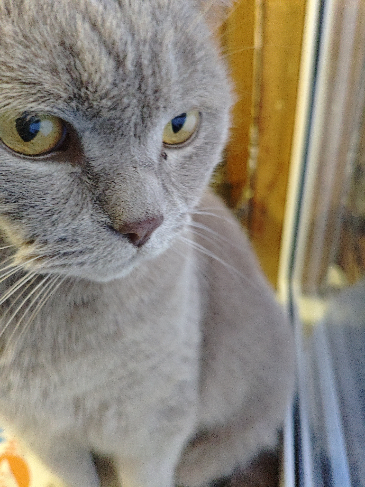 A close-up shot features a gray cat with yellow eyes. The cat is positioned near a window with a wooden frame. The background appears blurry. The exact location in Dubovaya, Russia cannot be ascertained from this image.