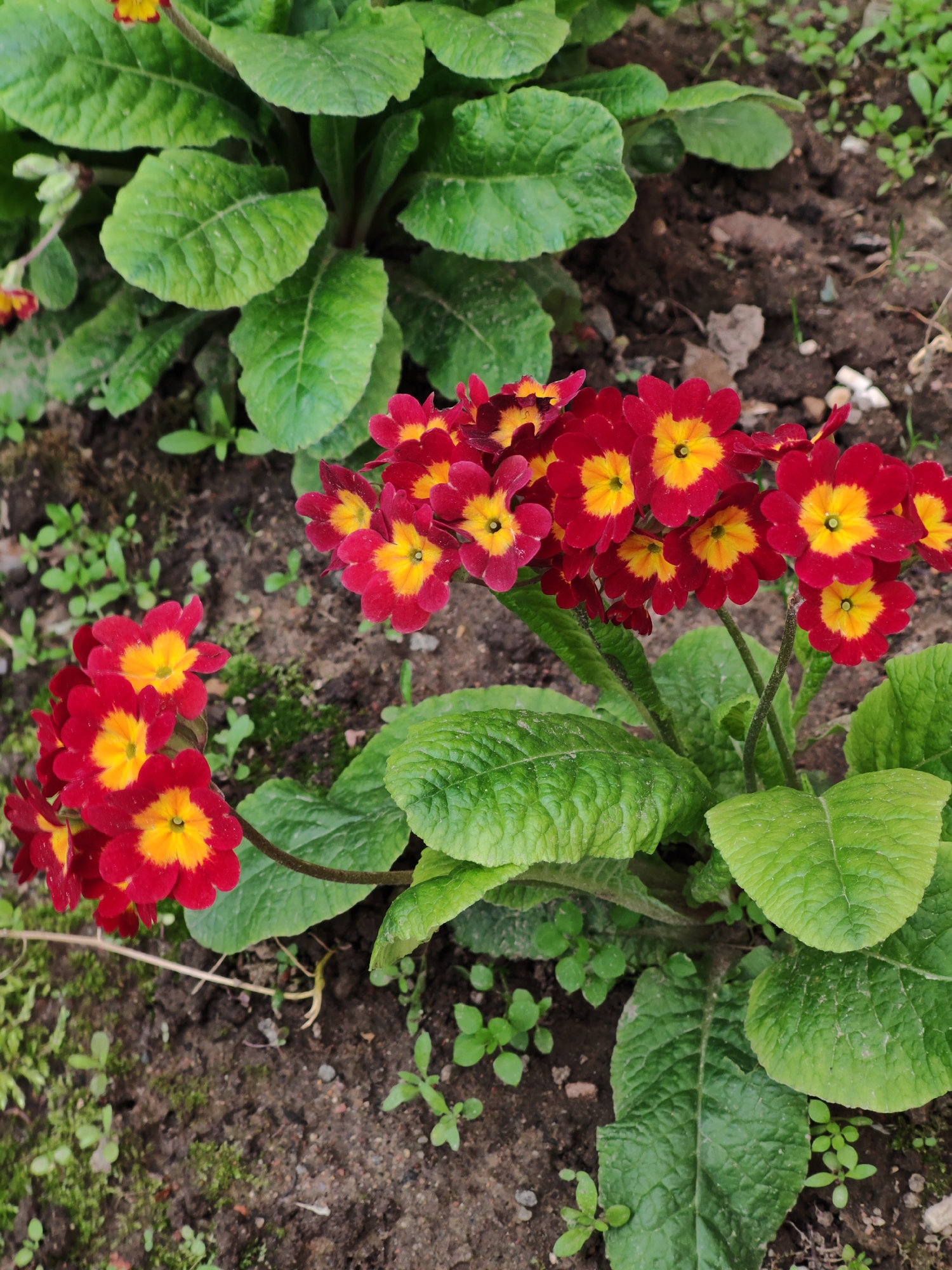 The image captures a close-up view of a cluster of red and yellow flowers, specifically Primroses, growing in a garden setting. The flowers are vibrant, with a deep red hue in their petals and a bright yellow center. They are arranged in tight bunches, creating a visually appealing display. The flowers are surrounded by green leaves, providing a natural backdrop. The background consists of soil and some other greenery, suggesting that the flowers are planted in a garden or natural environment. The location is Unknown, Unknown.