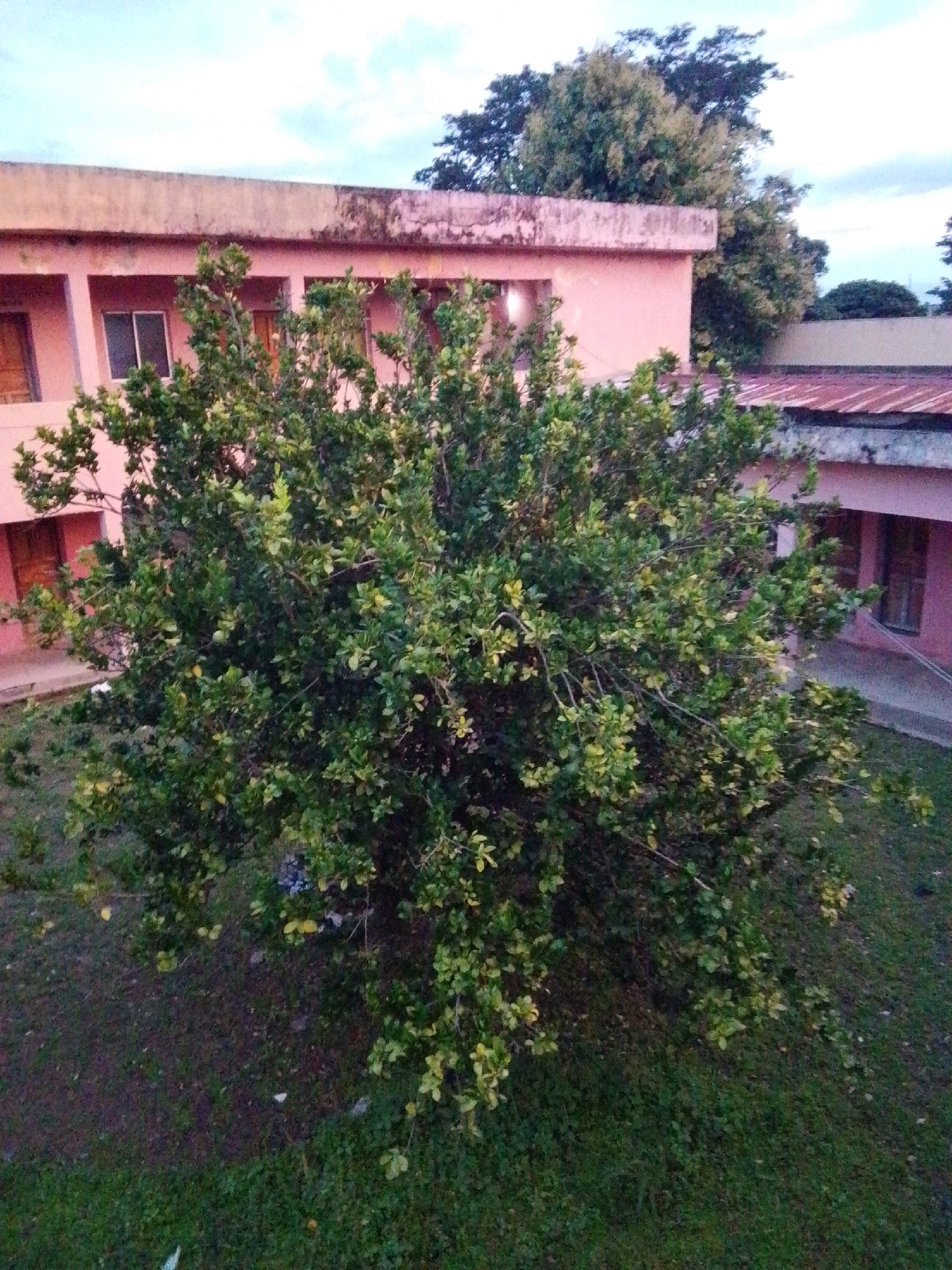 A medium shot captures a densely foliated green tree in the foreground. The tree's branches, laden with green leaves and some yellowing foliage, extend across the majority of the frame. In the background, a pink building with several windows and doors is visible. The building has a flat, somewhat weathered roof. To the right of the pink building, another section of a building with a corrugated metal roof can be seen. The ground surrounding the tree is covered in grass, with some patches of darker soil. The sky above is partly cloudy, with a mix of blue and white. The scene appears to be an outdoor setting, possibly in a residential or institutional area within the city of Serti, Nigeria. There are no people visible in the image.