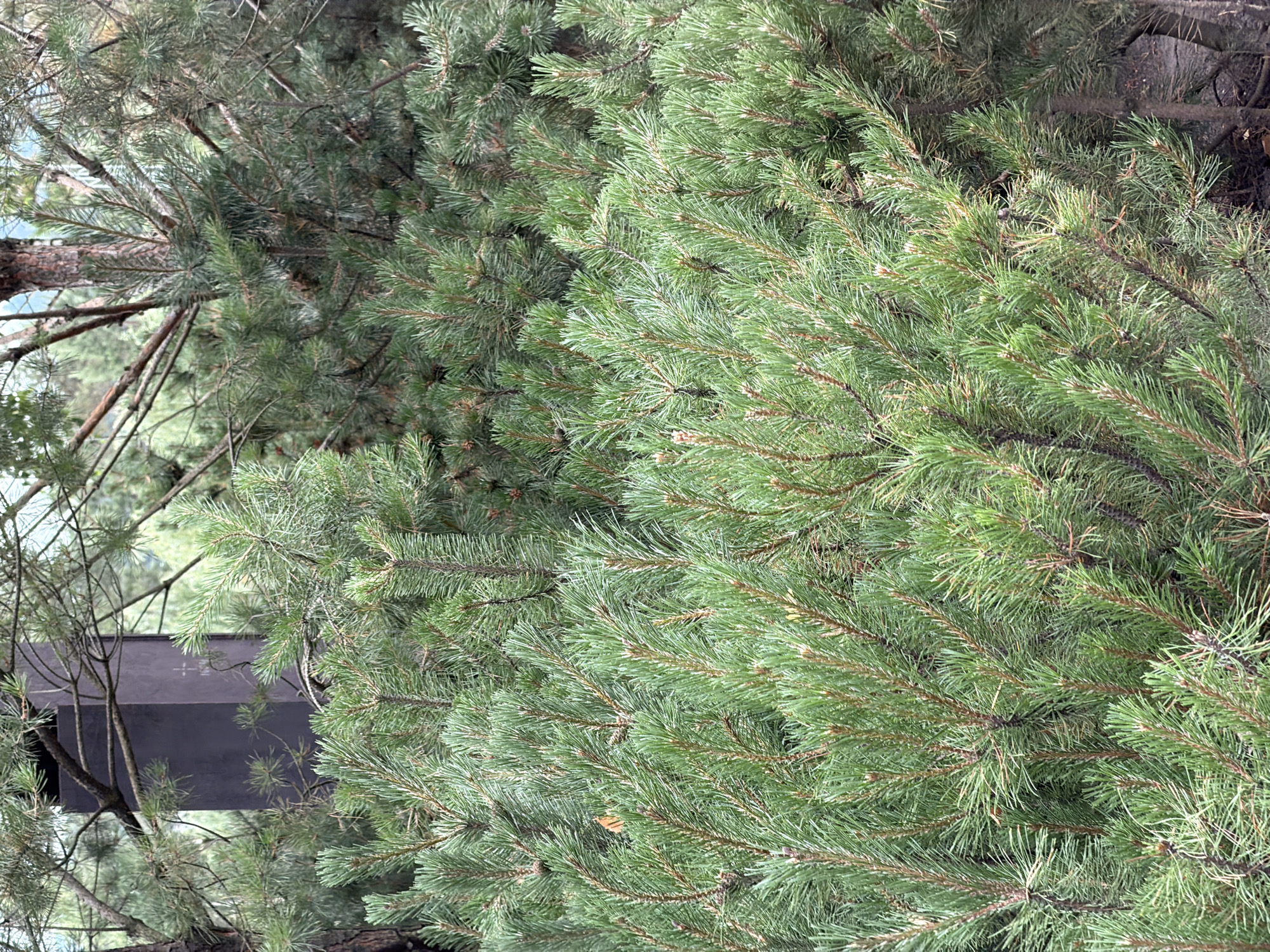 The image depicts a dense cluster of pine trees in a natural environment. The foreground is dominated by the lush green needles of the pine branches, which are intricately layered and create a textured canopy. The needles are short and sharp, typical of pine trees, and exhibit varying shades of green, with some appearing brighter and others darker due to lighting and depth. Thin, brown pine branches are visible throughout, providing structure to the foliage.
In the background, a dark, rectangular, monolithic structure is partially obscured by the pine branches. This structure appears to be a monument or a memorial, given the faint inscription on its surface, which includes what looks like a cross and some numbers. The color of the structure is a deep, matte purple-brown. Beyond this structure, more pine trees and foliage can be seen, suggesting a wooded or forested area. The overall impression is one of a serene, natural setting with a somber, man-made element integrated within it. The lighting suggests it is daytime, possibly overcast, as there are no strong shadows. The scene does not contain any people or animals.
The location is specified as Озерное (майминский), Russia. This is a settlement in the Mayminsky District, located in the Altai Republic of Russia. The terrain in the area is characterized by mountainous landscapes and forests, consistent with the visual cues in the image. Given the context of a monument or memorial within a natural setting, it is plausible this image was taken in a park, a cemetery, or a historical site within the Озерное settlement.