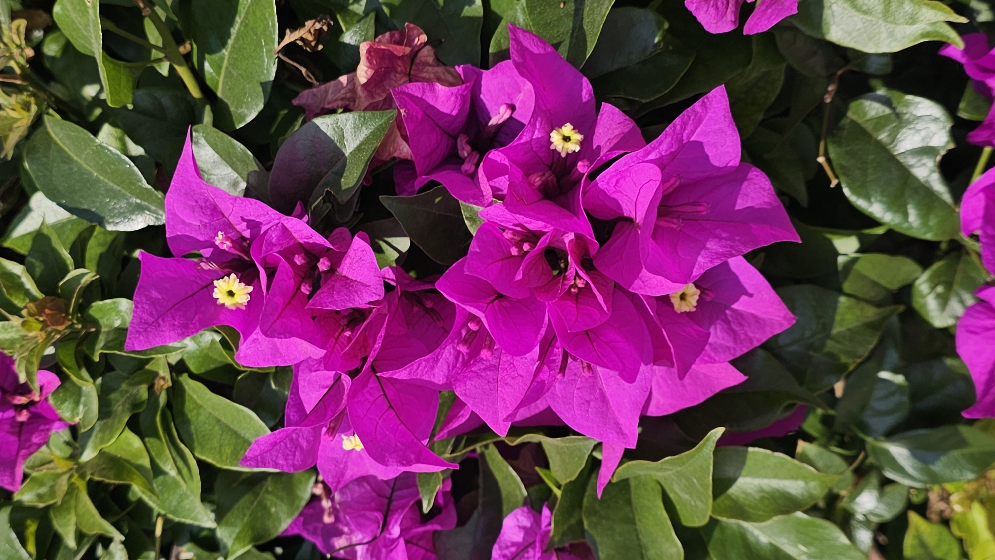 The image captures a close-up view of vibrant magenta bougainvillea flowers in full bloom, set against a backdrop of lush green leaves. Each flower showcases a delicate yellow center. The bright sunlight casts shadows across the leaves, adding depth to the image. The location is San Bernardino Tlaxcalancingo, Mexico, but specific details about the scene, such as buildings or people, are not visible. The scene consists of bougainvillea flowers, leaves, sunlight and shadows.