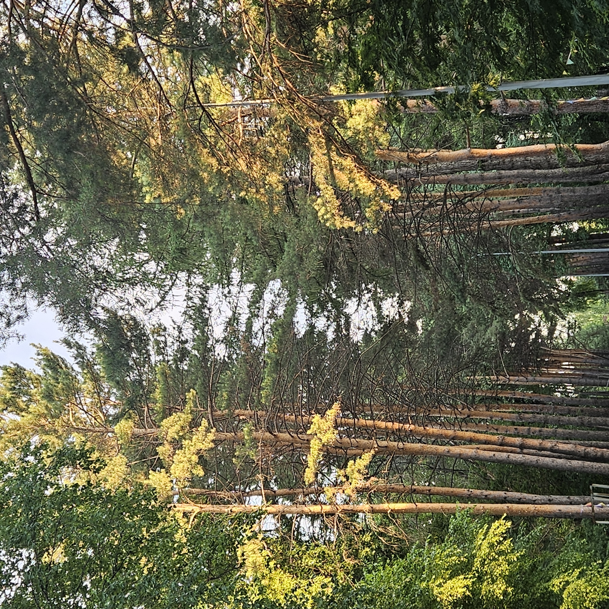 The image shows a pathway lined with tall pine trees, with some deciduous trees on the left. Sunlight filters through the trees, creating a dappled effect on the path and trunks. A light pole is visible on the right side of the path. The scene is consistent with a park or wooded area in Kemerovo, Russia, likely during the summer due to the lush green foliage. No people or specific actions are depicted. The environment suggests a natural or semi-natural setting within the city.