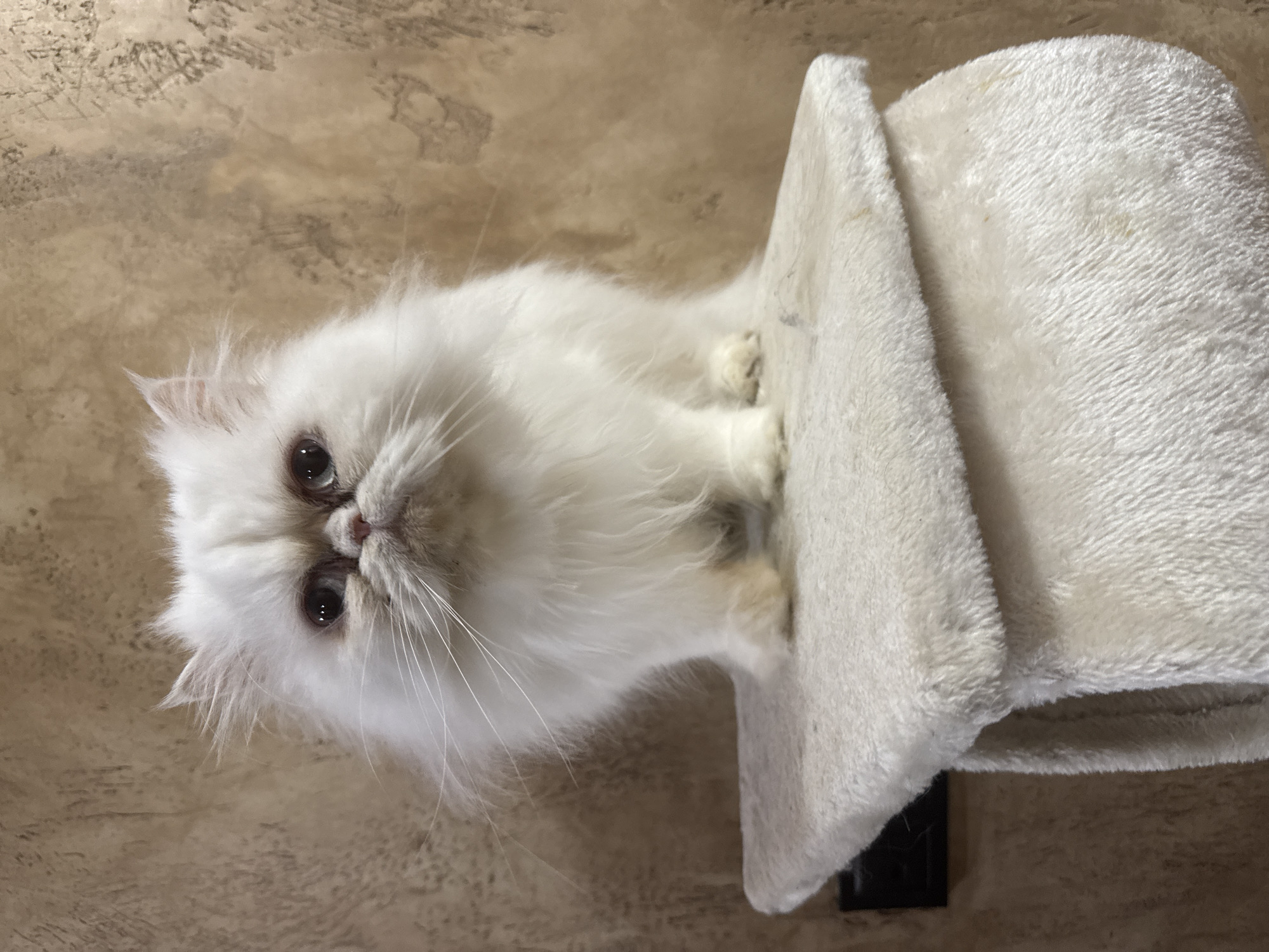 A fluffy white Persian cat with dark blue eyes and a grayish-pink nose sits on a beige carpeted platform. The cat is facing forward and looking directly at the camera with a slightly grumpy expression. The platform appears to be part of a cat tree and is situated against a textured beige wall. No specific location in Burgas, Bulgaria can be determined from the image.