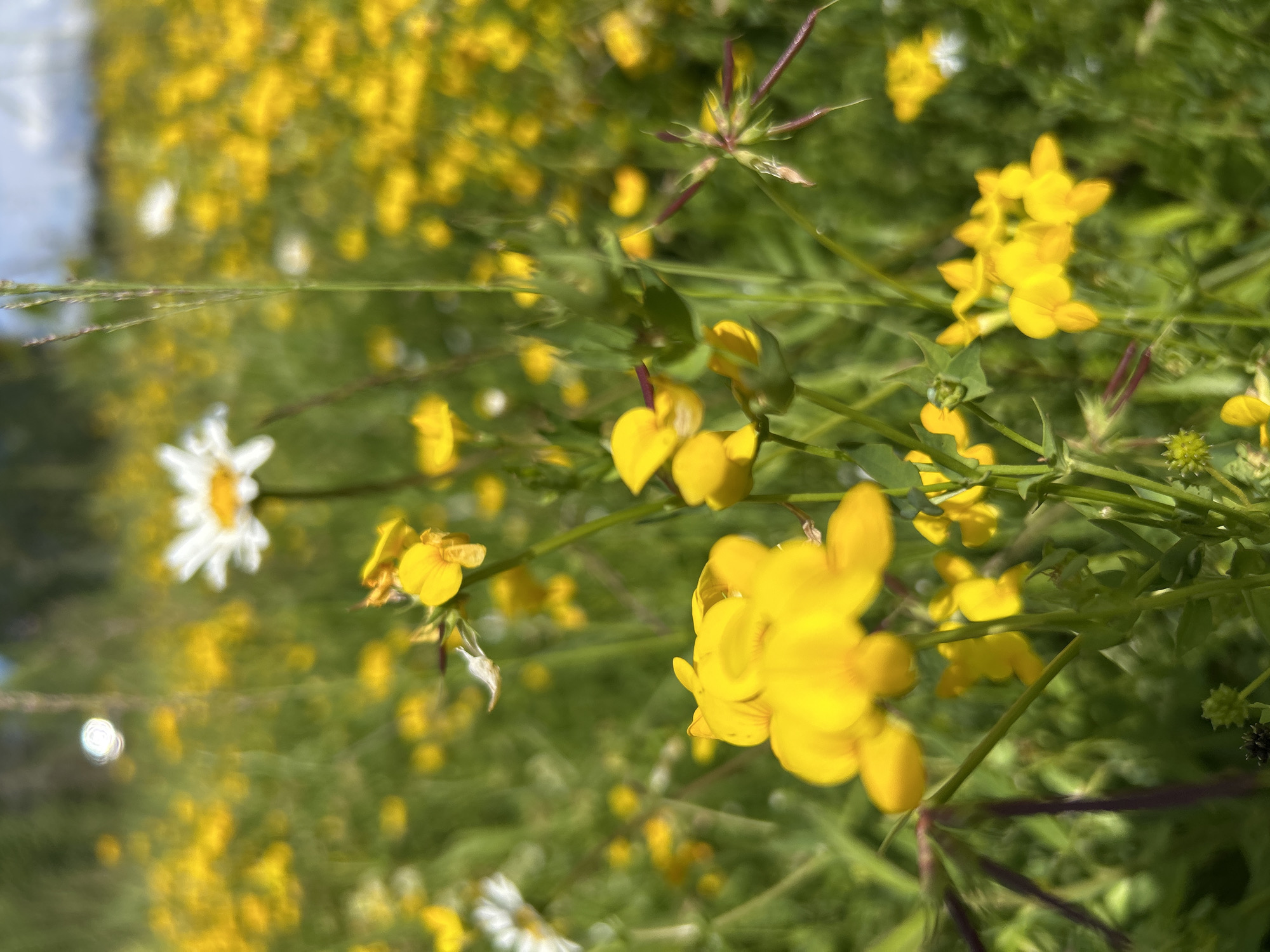 The image depicts a close-up view of a field of wildflowers, predominantly yellow buttercups and a few white daisies. The foreground is dominated by a cluster of bright yellow flowers in sharp focus, with delicate petals and green stems. In the background, the field stretches out, appearing as a soft blur of yellow and green, interspersed with more distant white flowers. The lighting suggests a sunny day, possibly late morning or early afternoon, with some bokeh effects adding a dreamy quality to the scene. There are no people or man-made objects visible in the frame. The overall impression is one of a natural, serene meadow. The location is stated to be Vladimirovo, Russia.