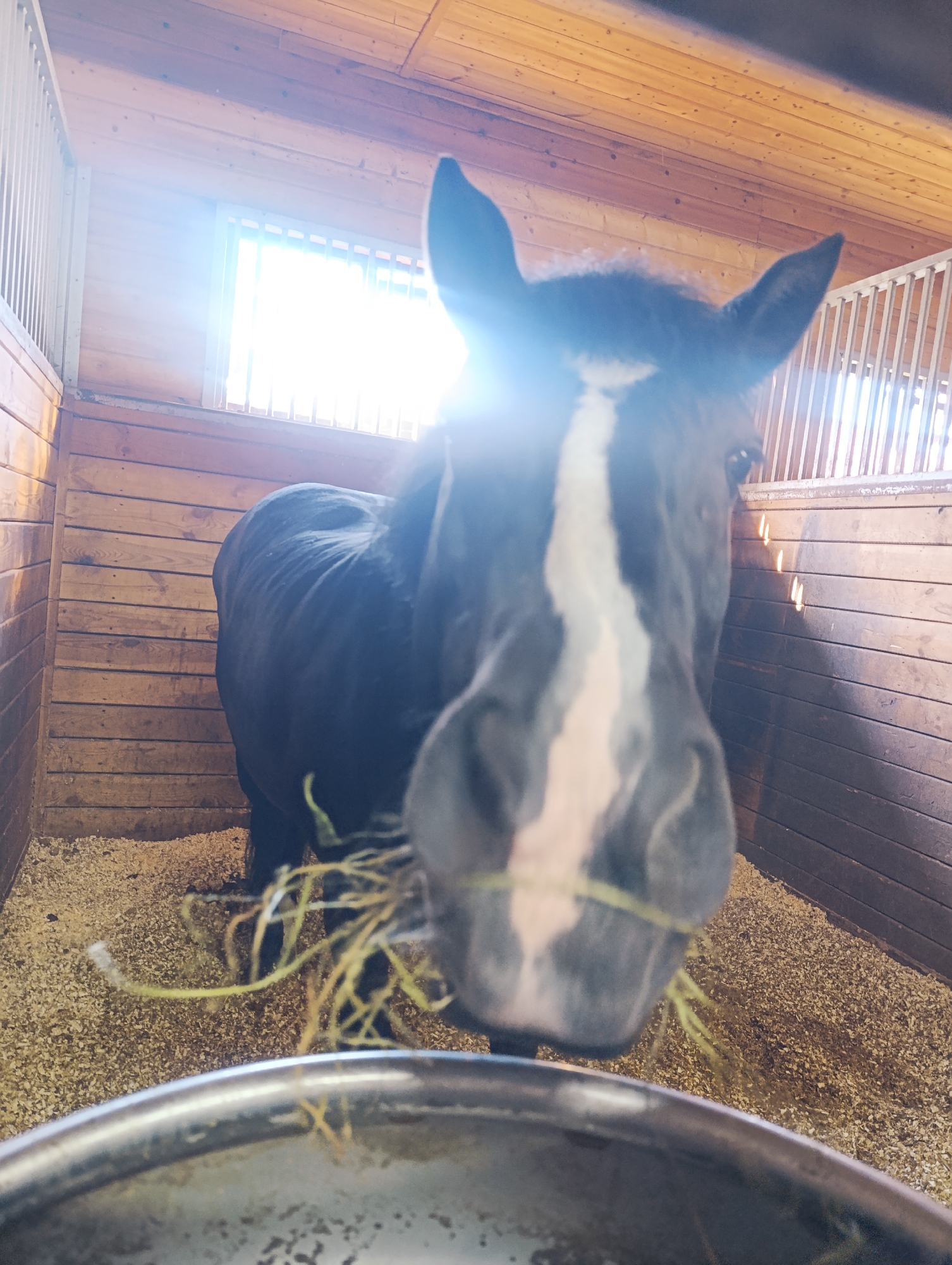 A dark-colored horse with a white blaze on its face is in a wooden stall, eating hay from a metal trough. The stall is filled with wood shavings on the floor. Sunlight streams through a window in the back wall of the stall, creating a lens flare effect. The image is shot from a low angle, close to the horse's head.