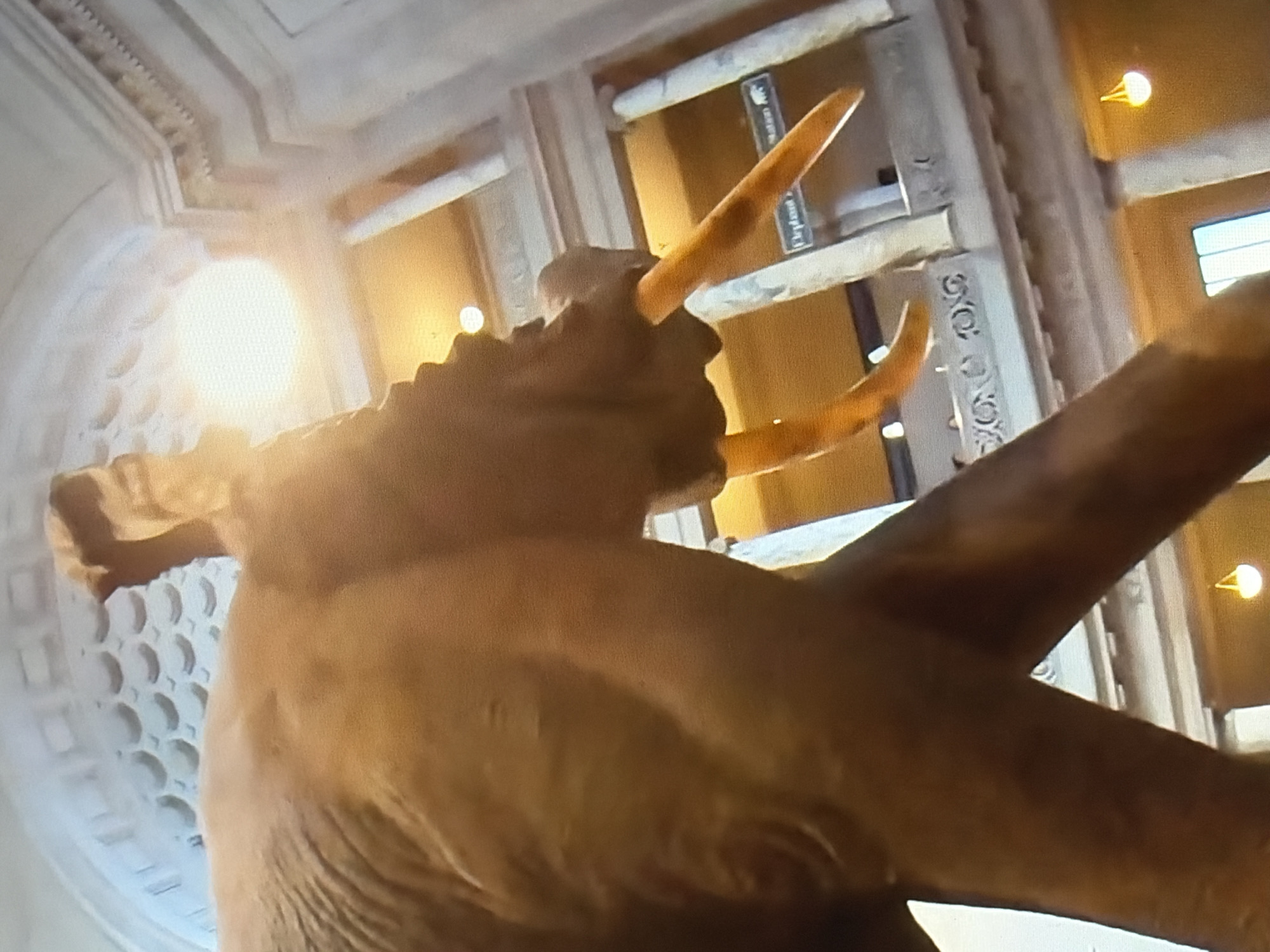 The media file shows a low-angle, upward shot of a large sculpture, likely an elephant, made of a brown material. The sculpture is detailed, with visible tusks and the texture of skin. The setting appears to be an indoor architectural space with high ceilings and ornate detailing. In the background, there are what look like exhibits or displays. One display has text that is partially visible and reads "Elephant". There are also several light fixtures visible, including a large, diffused light source to the left and smaller, warmer lights to the right. The overall impression is of a museum or a grand hall. The lighting suggests it could be daytime with artificial lighting supplementing, or potentially evening. There are no people visible in the frame, and the focus is entirely on the sculpture and its surroundings. The architectural elements suggest a classical or Beaux-Arts style.