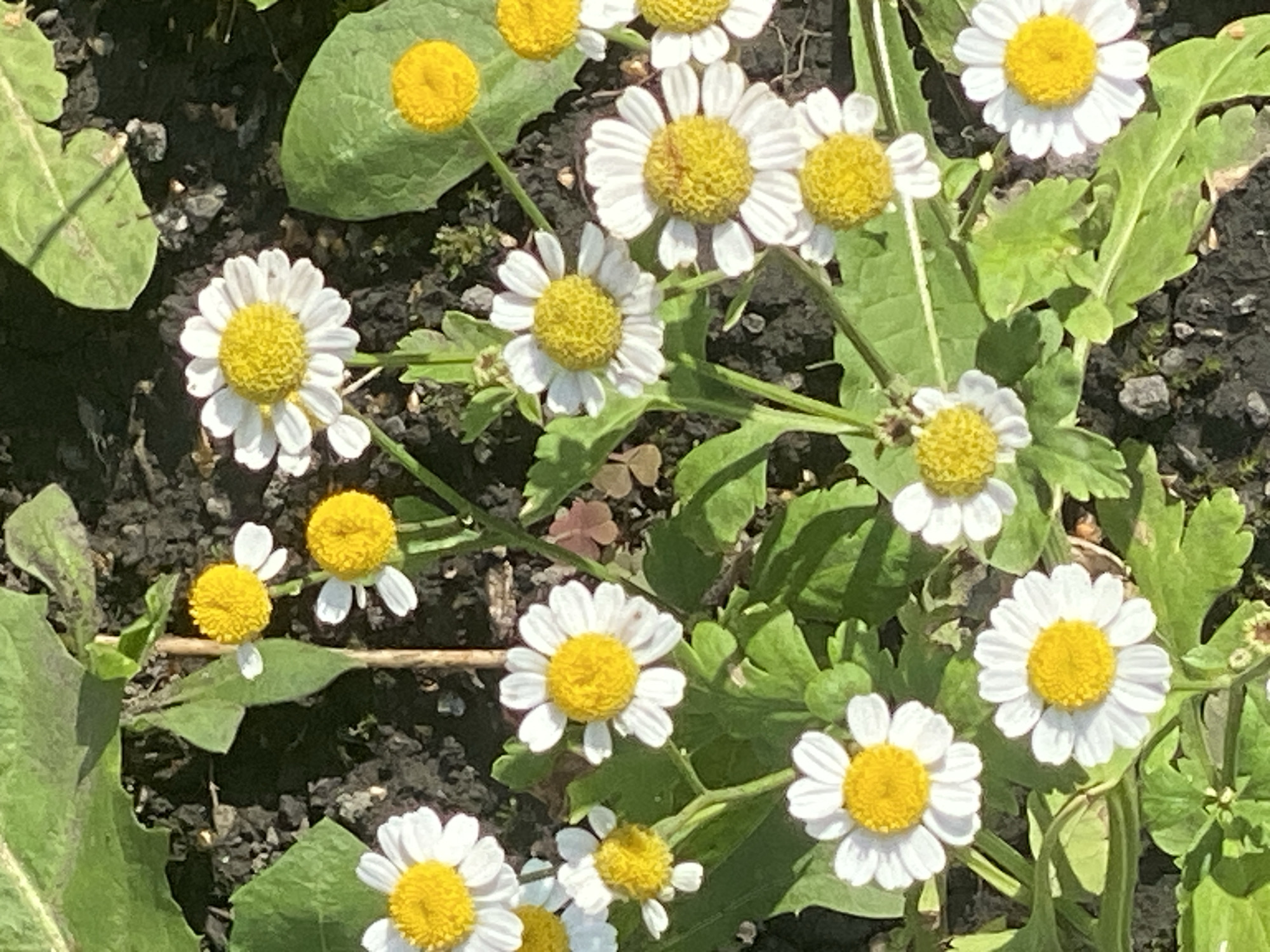 The image displays a close-up view of several white and yellow daisy-like flowers growing in dark soil, interspersed with green foliage. The lighting suggests it is daytime, with sunlight casting shadows. There are no people, actions, or interactions visible in the scene. The location is not determinable from the image alone.