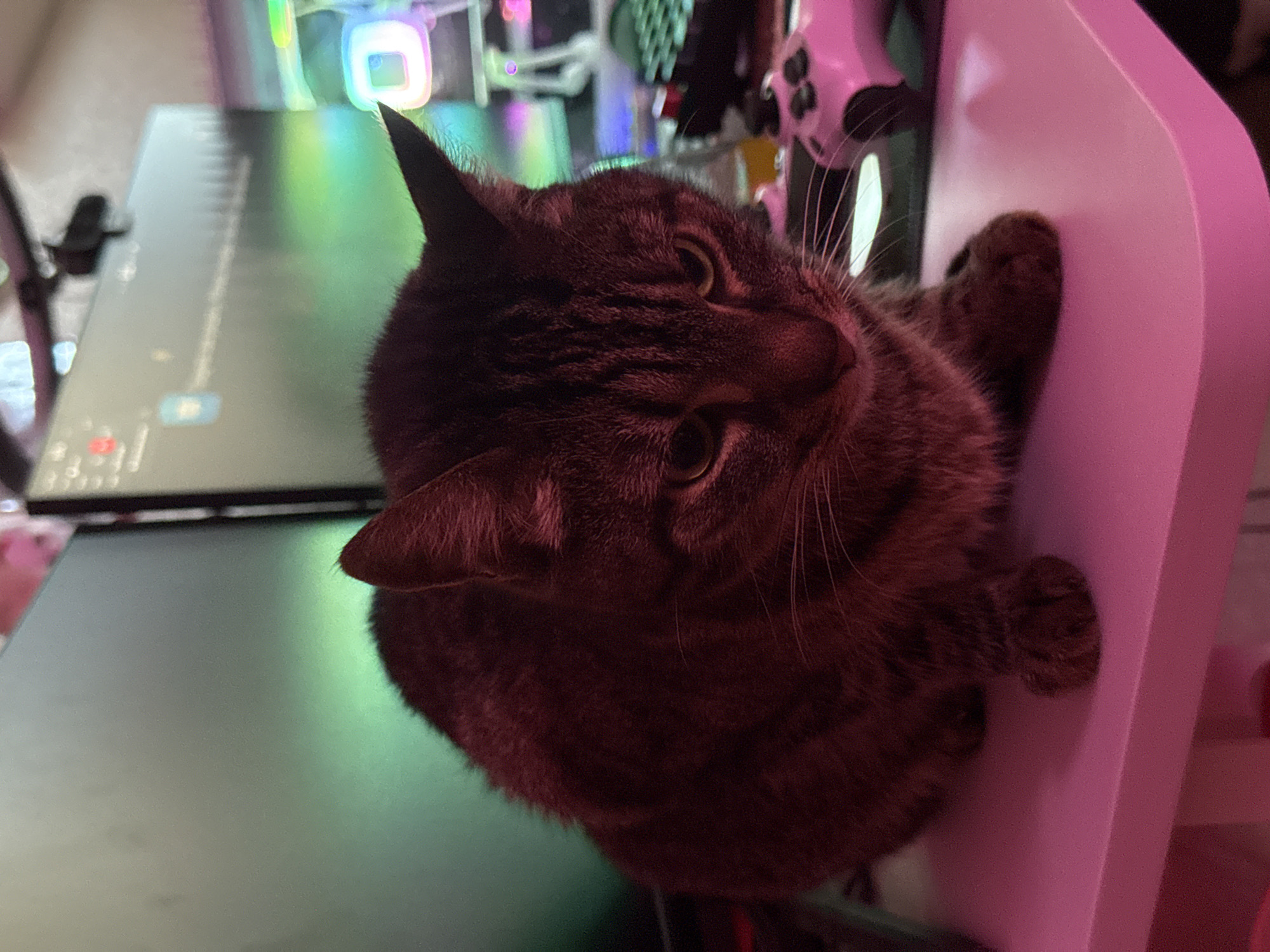 A brown tabby cat sits on a bright pink desk in front of a computer monitor. The cat is facing forward and looking down, with its paws tucked underneath its body. The monitor behind the cat displays a green light, and to the right of the cat is a pink gaming controller. The overall scene appears to be a bedroom or office setup, with the lighting suggesting it may be nighttime or that the room is dimly lit.