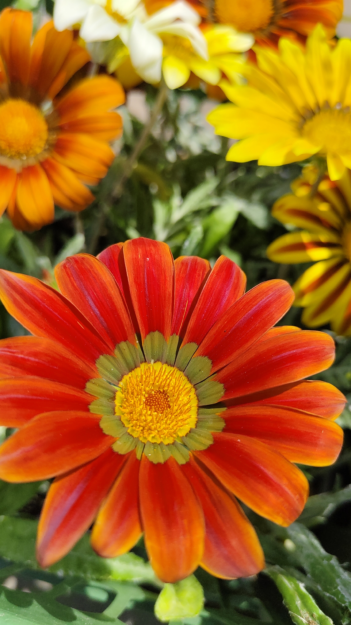 A close-up, eye-level shot features a vibrant orange gazania flower as the main subject, its petals radiating outwards. The flower has a bright yellow center surrounded by a ring of green. Other flowers, including those that are orange, yellow, and white, are visible in the blurred background, along with green foliage. The environment suggests an outdoor setting with natural light.
The image contains no people, actions, or interactions.
There is no information to suggest that the photo was taken in Krasnoyarsk, Russia.