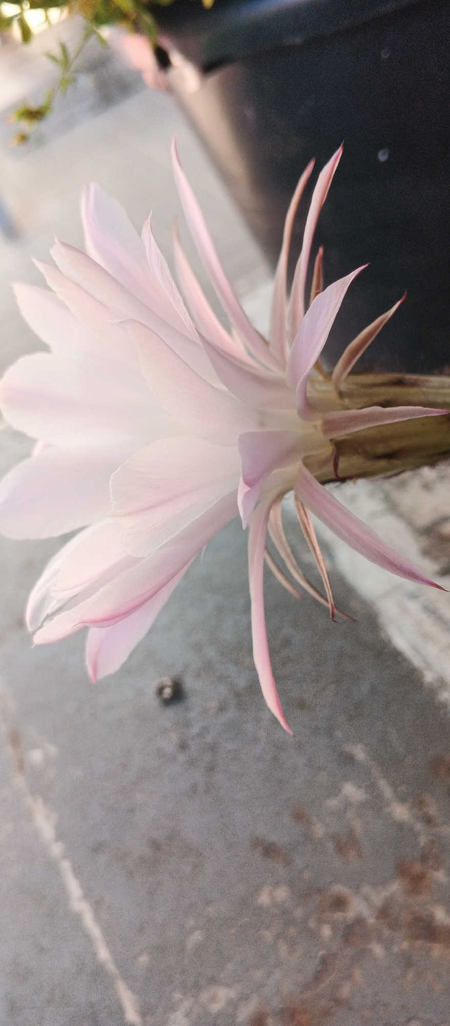 A close-up, vertically oriented, eye-level shot captures a pale pink, multi-petaled flower in bloom. The flower's delicate petals, tinged with a slightly darker pink along the edges, unfurl outwards from a central stem. The stem itself appears thick and brown, with some green foliage visible in the upper left corner of the image. The background consists of a dark, blurry surface, possibly a pot or container, and a textured, gray surface that could be concrete or stone. A small, dark circular object is visible on the gray surface. The lighting suggests an outdoor setting with soft natural light. There are no people or animals present in the image, and no recognizable landmarks or context to indicate a specific location within Smila, Ukraine.