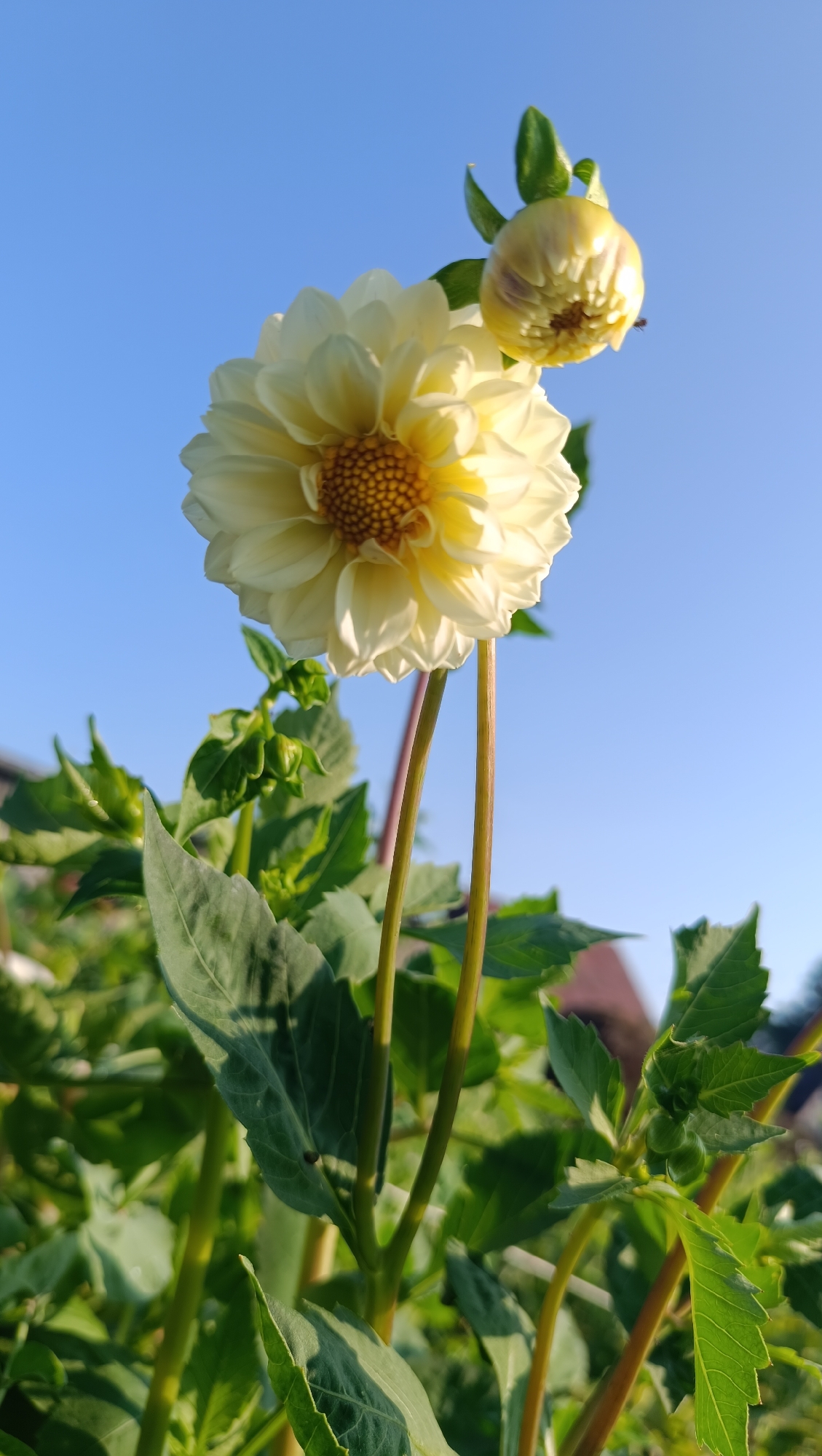 A low-angle, full-shot photograph captures a pale yellow dahlia flower and a bud against a clear blue sky. The dahlia, with its ruffled petals and textured brown center, is the dominant subject, positioned slightly to the left of the frame. A smaller, unfurling bud is visible above and to the right of the main flower. Lush green foliage and stems surround the flowers, creating a naturalistic garden setting. The background suggests a residential area with glimpses of buildings and trees. The lighting indicates it is daytime, likely morning or late afternoon, due to the soft sunlight illuminating the petals and casting subtle shadows. The scene is static and peaceful, with no discernible human activity.