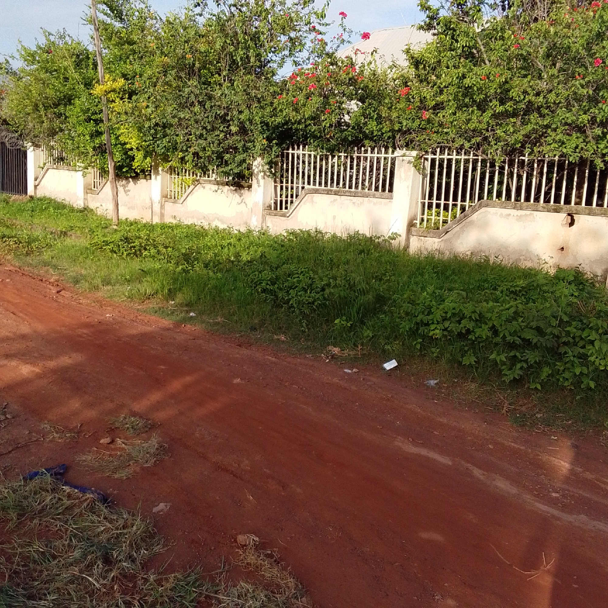 The image depicts an outdoor scene in what appears to be a rural or suburban area, with a dirt road in the foreground and a fence with vegetation and a building in the background. The dirt road is a reddish-brown color and shows signs of tire tracks and scattered debris, including grass and some small rocks. To the left of the road, there is a patch of dry grass.
Behind the road is a low, concrete wall topped with a white metal fence. The fence is composed of vertical bars. Lush green bushes and trees grow behind the fence, with some flowering plants displaying red blossoms. Part of a building with a light-colored, sloped roof is visible above the greenery in the background. There are some scattered pieces of white litter on the ground between the road and the fence. The overall impression is of a sunny day with natural light casting shadows. The location is specified as Unknown, Unknown, which implies no specific city or country can be determined from the visual information. There are no people visible in the image.