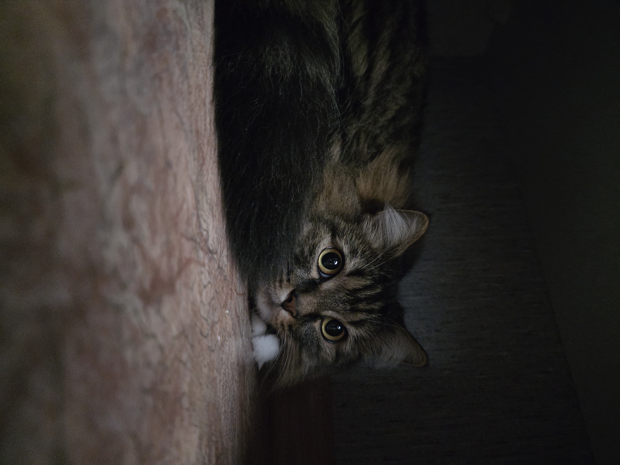A domestic cat with brown and black tabby markings is lying down on a patterned floor inside a dark, enclosed space. The cat's eyes are wide open, and it appears to be looking alertly forward. Its body is mostly obscured by its fur and the shadow of the space. The floor has a reddish-brown hue with a marbled or textured pattern. The background is dark and indistinct, suggesting the cat is in a cupboard, under furniture, or in a similar confined area. There are no people or any indication of the specific location in Omsk, Russia, present in the image.
