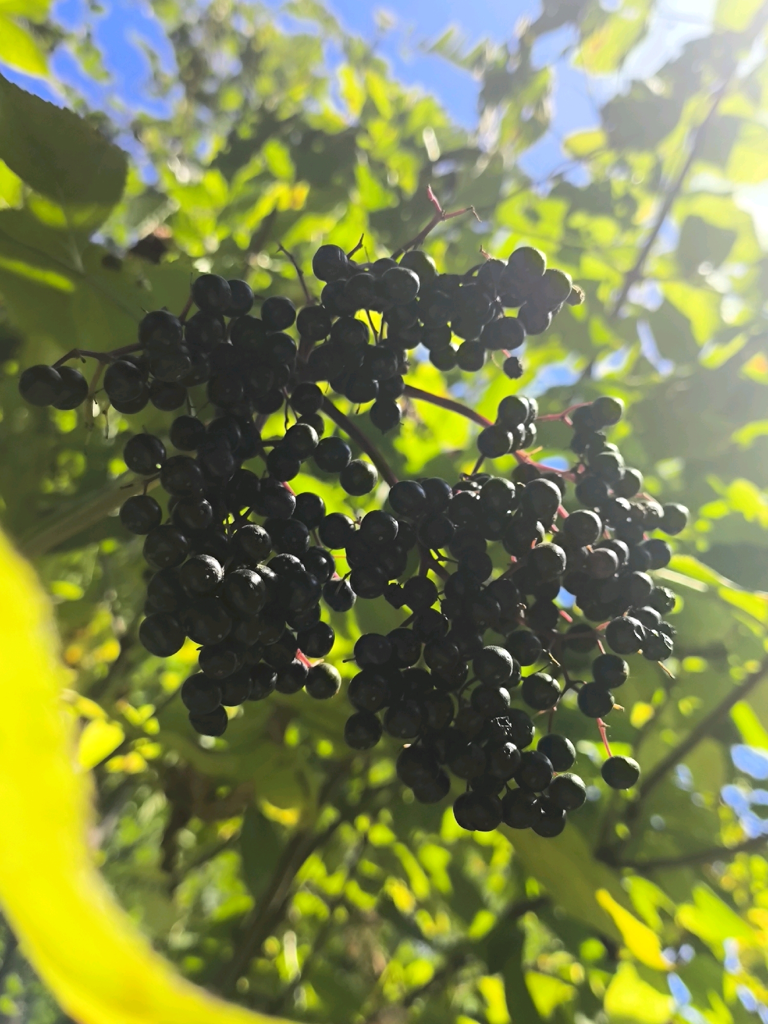 A cluster of dark, ripe berries hangs from a branch against a background of bright green foliage and a blue sky. The berries are small and round, clustered together in a dense bunch. Sunlight streams through the leaves, creating a dappled effect and highlighting some of the berries. The image is a close-up shot, focusing on the detail of the berries and their natural surroundings. The location is identified as Anastasivka, Ukraine. There are no people or animals visible in the image. The overall impression is one of natural beauty and abundance.