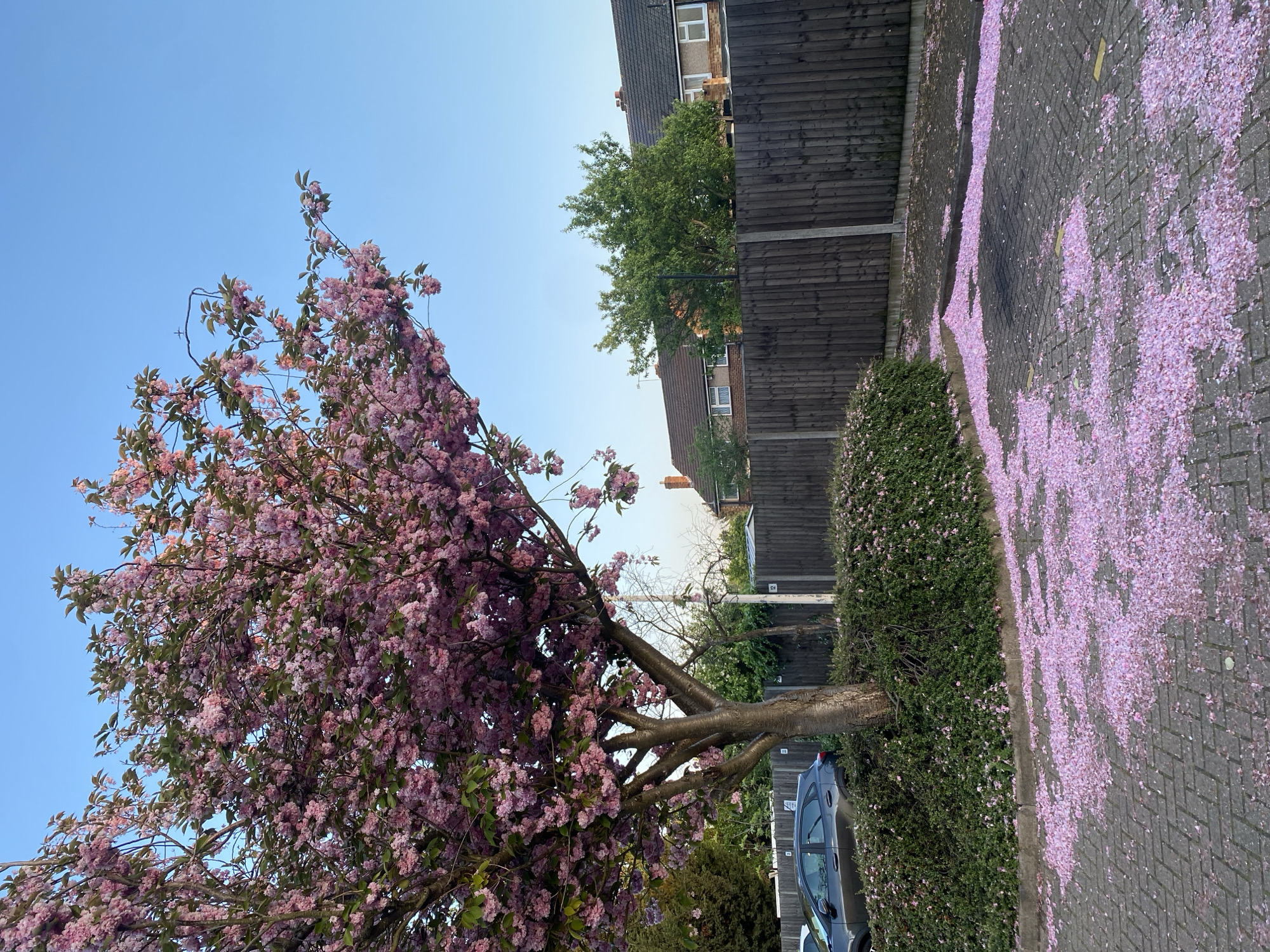 This image captures a vibrant spring scene in a residential area of London, United Kingdom. The primary subject is a large, profusely blooming cherry blossom tree, its branches densely covered with countless light pink flowers. The tree dominates the left side of the frame, extending upwards towards a clear, bright blue sky, indicating daytime and good weather.
Beneath the tree and across the paved ground to its right, a thick carpet of fallen pink petals creates a striking visual. These petals are scattered abundantly on the grey interlocking brick pavement, forming distinct streaky patterns. A well-maintained green hedge runs along the right edge of this paved area. Partially visible near the base of the tree and the hedge is a dark-colored car, parked.
In the background, behind the tree and hedge, are several residential houses featuring dark roofs and light-colored walls, separated by tall wooden fences. Another large green tree stands further back, nestled between some of the houses. The overall setting is a typical quiet suburban street or pathway during the cherry blossom season. No people are visible, and there is no legible text on any objects. The scene evokes a sense of natural beauty and tranquility.