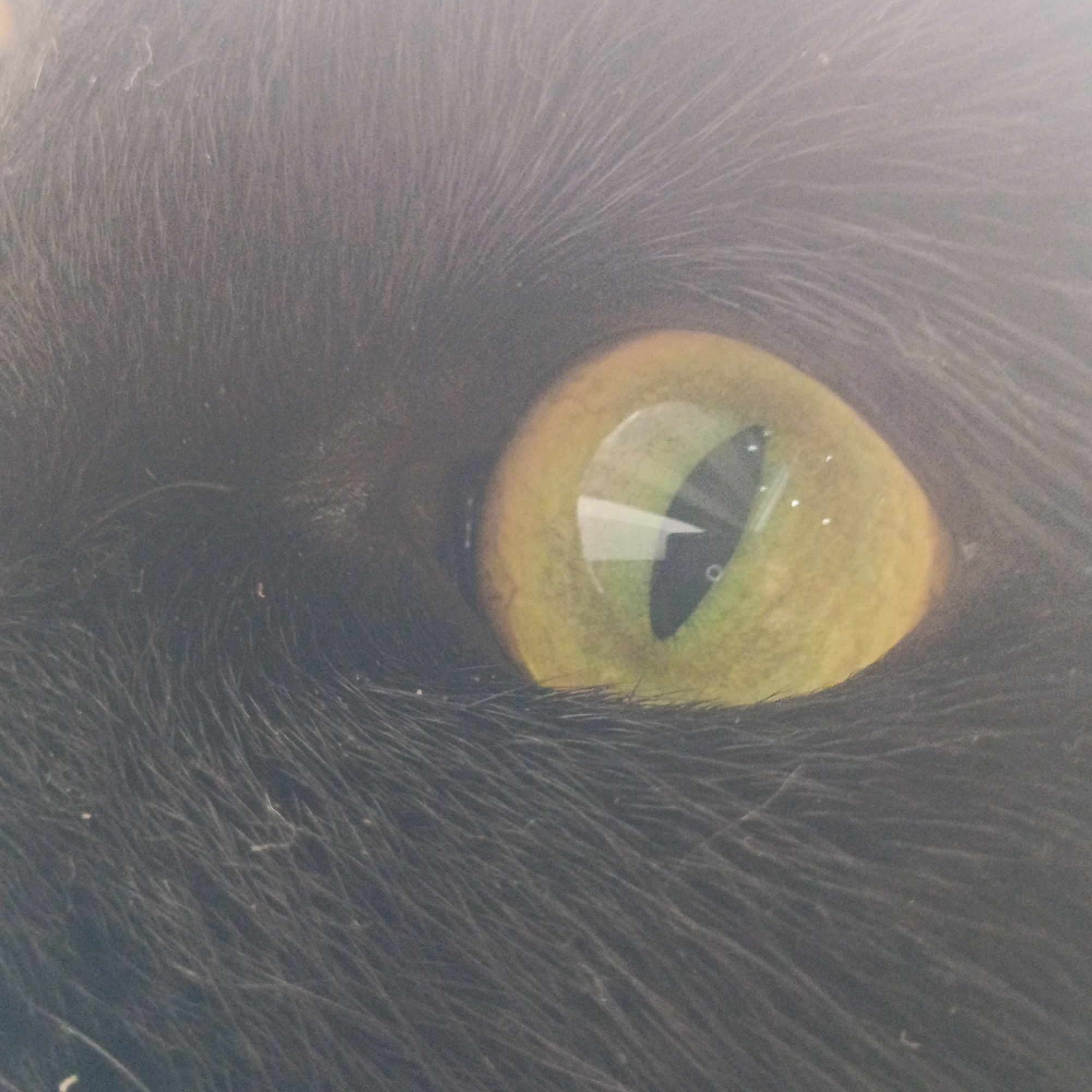 This is an extreme close-up photograph of a black cat's eye. The eye is a bright, yellowish-green, with a vertical black pupil that is slit-shaped, indicating a low-light environment. Reflections of light are visible on the surface of the iris and pupil. The cat's fur is dark black and appears to be very fine and soft, with individual hairs clearly discernible. Some lighter-colored whiskers are also visible radiating from around the eye. The image is out of focus in the upper left and lower right corners, with the sharpest detail focused on the eye itself. The overall lighting is diffused, suggesting it might be an indoor setting or taken in shade. There is no information in the image that would suggest a location in the city of Марковский, Russia.