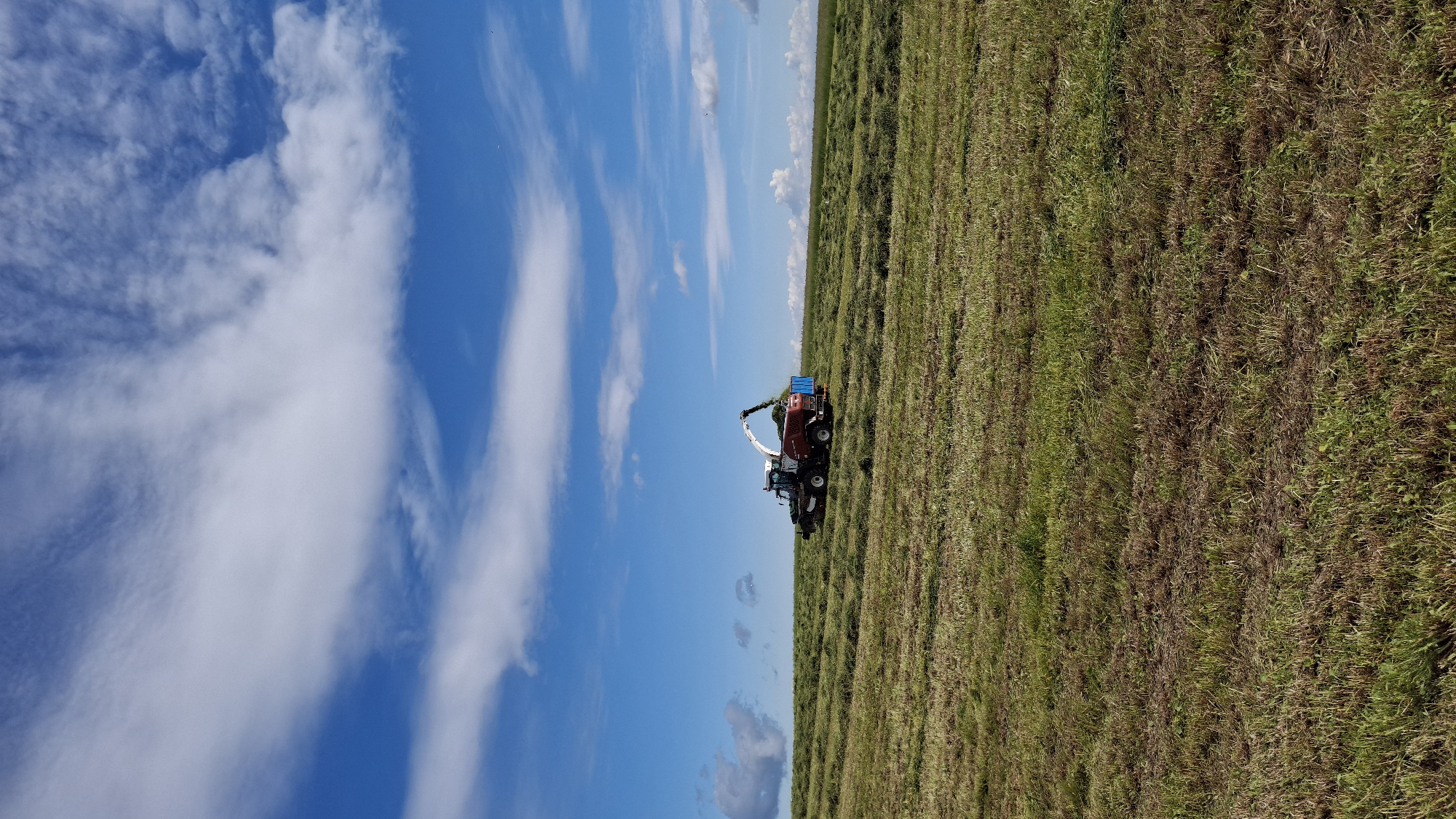 In Kaporskoe, Russia, a self-propelled forage harvester is actively engaged in harvesting a field of grass. The machine, predominantly red and white with a blue hopper, is positioned on a gently sloping grassy hill under a bright blue sky dotted with fluffy white clouds. The field is covered in cut grass, with the harvester actively processing the crop and depositing it into its trailer. The overall scene depicts agricultural activity in a rural setting.