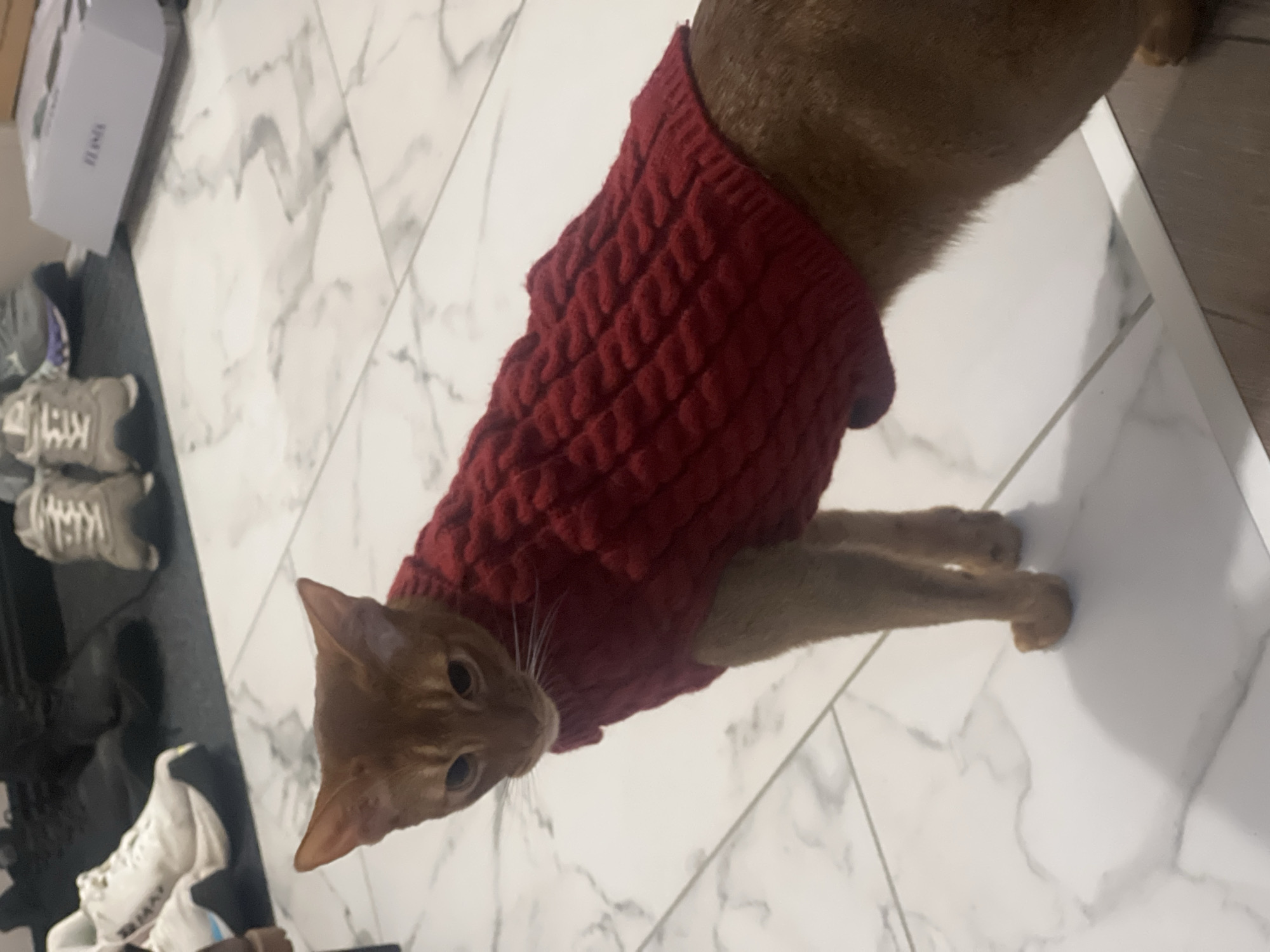 An Abyssinian cat, with short, reddish-brown fur, stands centrally in an indoor setting in Kazan, Russia. The cat is wearing a dark red knitted sweater featuring a textured cable pattern. Its head is slightly tilted upwards, looking towards the camera with an alert and curious expression.
The cat is positioned on a light-colored tiled floor, characterized by large, glossy white tiles with subtle grey marble-like veining and light grout lines. In the background, to the left, several items are visible. A light grey shoebox, with the word "HOKA" partially visible on its side, rests near the edge of the frame. Below the box and further left, several pairs of sneakers are arranged on a dark surface, possibly a mat. The brand "BALENCIAGA" is clearly visible on one of the sneakers, and another shoe shows the "adidas" logo. The lighting is soft and uniform, indicative of an indoor environment under artificial illumination. The image captures a charming domestic scene of a pet dressed in apparel within a contemporary home.