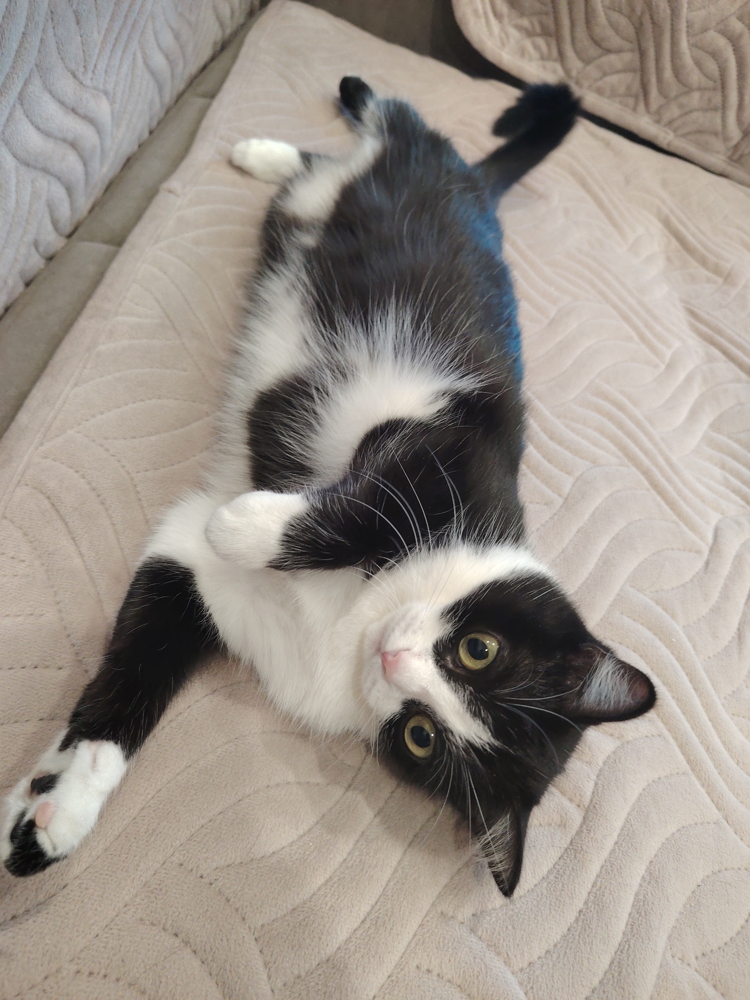 A black and white tuxedo cat is lying on its back on a light beige or cream-colored, textured blanket or sofa. The cat is stretched out, displaying its white belly, chest, and paws, contrasting with its predominantly black fur. Its head is tilted, looking directly at the camera with wide, curious yellow-green eyes.
The cat has a small pink nose, white whiskers, and white markings on its face, including a distinctive patch between its eyes and around its mouth. Its white paws have some black markings, and pink paw pads are visible on one of its outstretched front paws. One front paw is bent over its chest, while the others are extended. The blanket or cushion beneath the cat features a prominent wavy, quilted pattern. Another similar textured surface is visible in the background, suggesting the cat is on a piece of furniture like a sofa or bed.
The setting is indoors, well-lit with soft, even lighting, indicating either daytime or a brightly lit room. The cat appears relaxed and playful, engaging with the viewer. There is no visible text in the image.