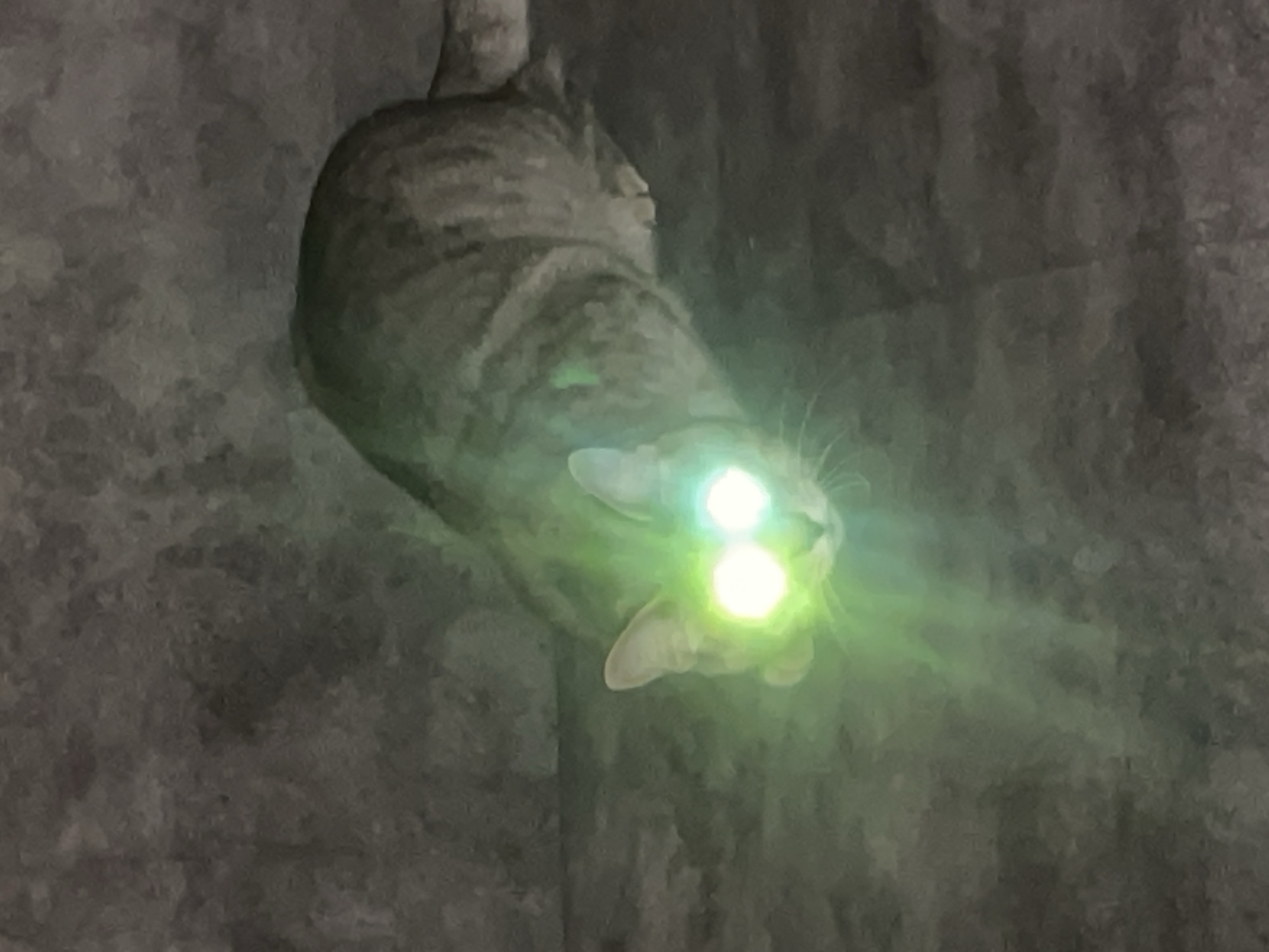 An image taken in Novi Sad, Serbia, depicts a tabby cat against a dark, textured background, possibly a wall or a tree trunk. The cat's body is oriented vertically within the frame, with its head slightly tilted, suggesting it might be climbing or resting in an unusual position. The most prominent feature is the cat's eyes, which glow intensely with bright green and yellow light due to eyeshine, indicating low-light conditions, likely nighttime or a dim indoor environment. The cat appears to be looking directly at the light source or camera. Its striped fur is visible on its back and head despite the dim lighting and the bright glare from its eyes. No specific activity beyond looking is clearly discernible, nor are any other objects or visible text present. The scene evokes a mysterious or nocturnal atmosphere.