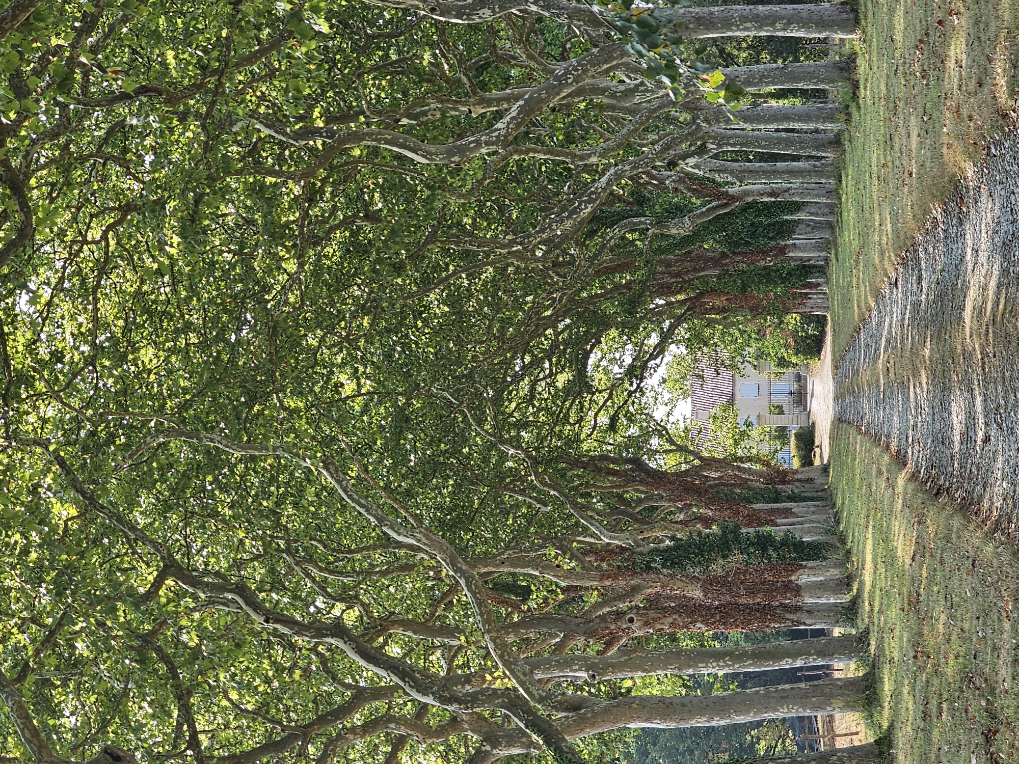 The image shows an alley of large, mature plane trees with distinctive mottled bark lining a gravel driveway. The trees form a dense canopy overhead, filtering the sunlight and creating dappled shadows on the ground. The driveway leads towards a white building with a red-tiled roof, visible in the distance at the end of the tree-lined path. The scene is set in a rural environment, likely a park or estate, with grass and dry leaves on the sides of the driveway. The location is specified as Rozès, France. No people or animals are visible in the image, and no actions or interactions are depicted. The overall impression is one of tranquility and natural beauty.