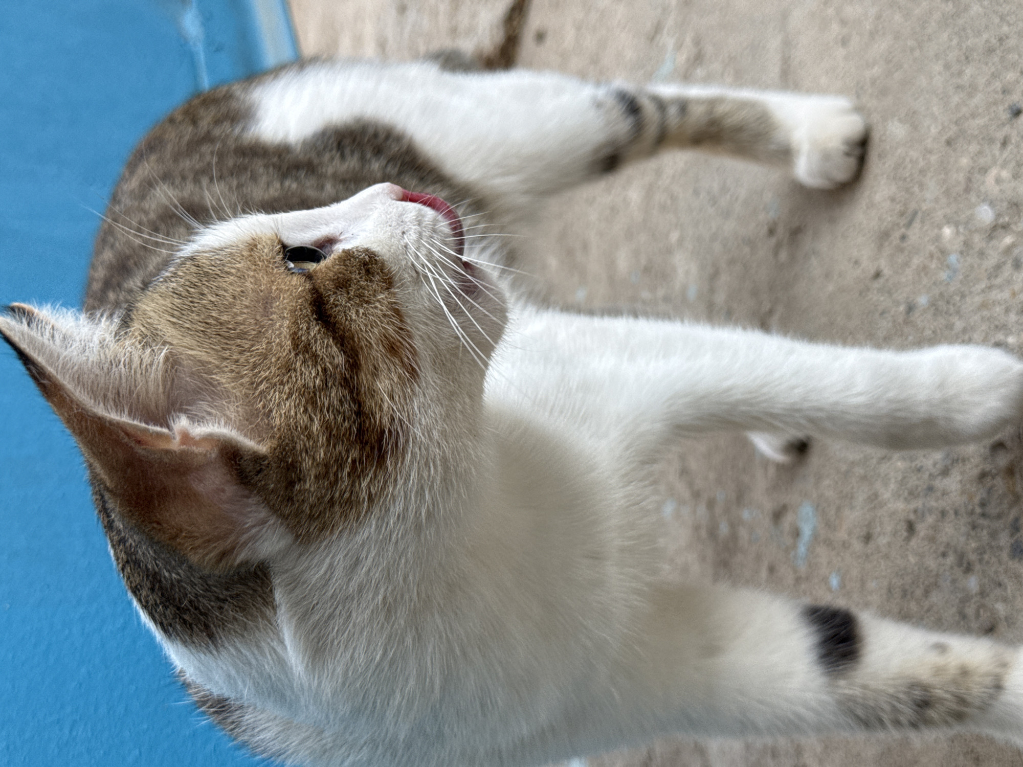 A medium shot captures a calico cat standing on a concrete surface, its body angled to the right. The cat has a predominantly white coat with patches of brown and grey tabby markings on its head and back. Its right ear is visible, and its gaze is directed away from the camera. A small pink tongue is extended, almost touching its nose. The background features a vibrant blue wall and the textured concrete ground. There are no people or other animals in the frame.