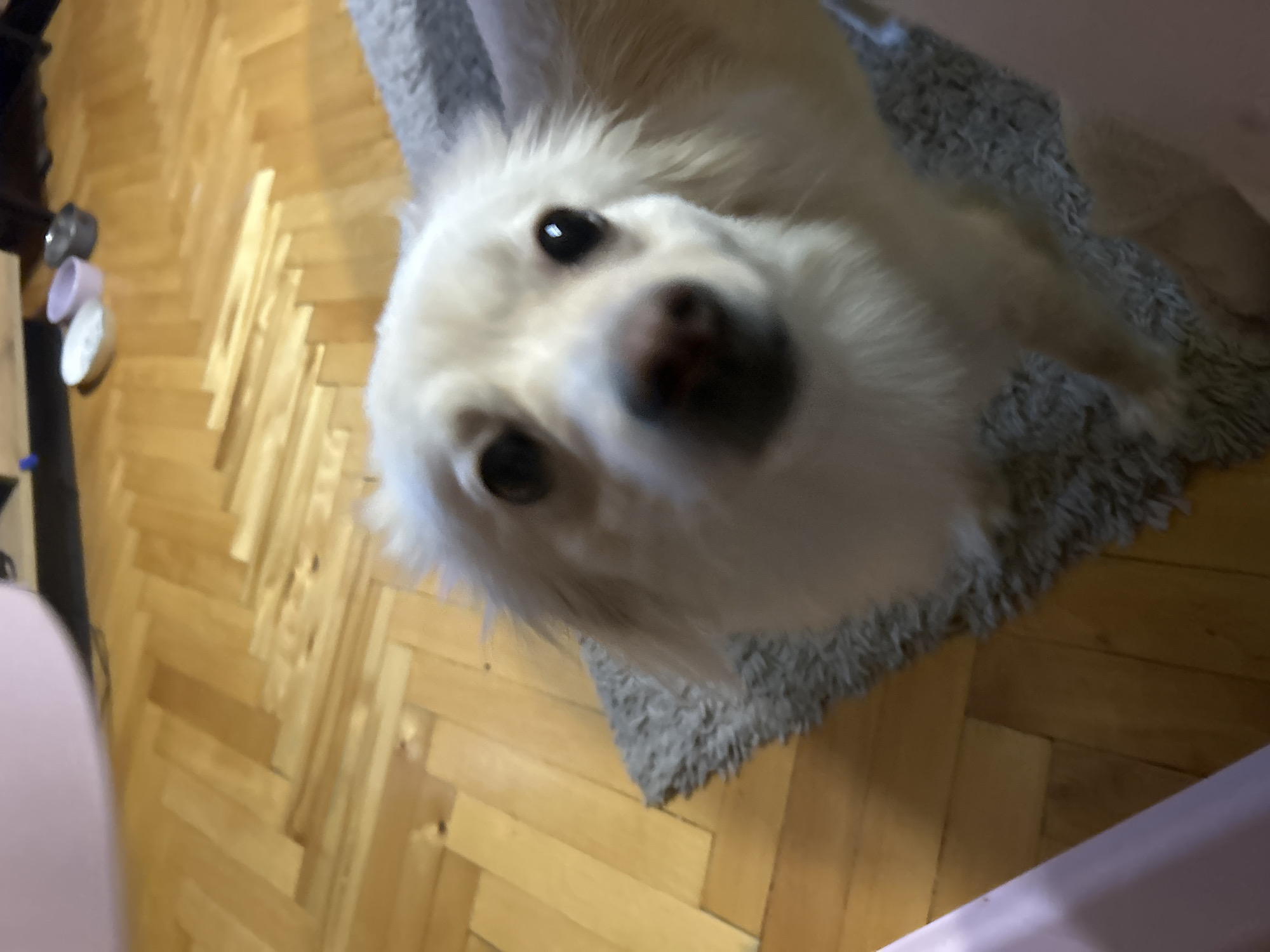 A close-up, slightly blurry shot captures a light-colored dog with fluffy fur and dark eyes looking directly at the camera. The dog is positioned on a gray rug, with a wooden floor visible in the background. There are also hints of a light pink object in the foreground and some pet bowls in the distance. The image provides no information about the location of the scene in Sofia, Bulgaria.
