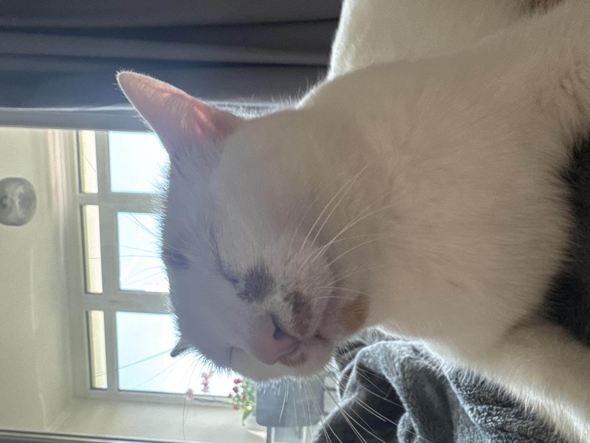 A close-up, eye-level, indoor shot shows a white cat with brown markings around its nose and mouth, resting on a gray blanket. The cat's eyes are closed. Behind the cat, a window with multiple panes reveals a bright blue sky, suggesting daytime. Sunlight streams through the window, illuminating the cat's fur. A gray curtain is visible to the right of the window. The scene appears to be in a residential setting, possibly a bedroom or living room, in Sofia, Bulgaria.