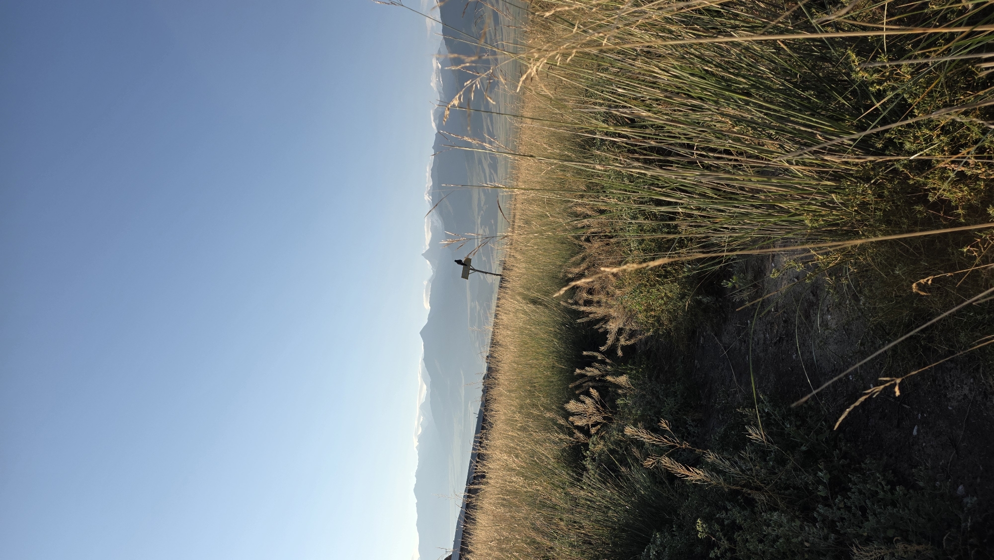 In the city of Terek-Suu, Kyrgyzstan, this image captures a vast, sun-drenched landscape under a clear, pale blue sky. The foreground is dominated by tall, golden grasses that sway gently, with a dark, winding dirt path cutting through them, hinting at a trail. In the mid-ground, a weathered wooden post stands erect, topped with a small, dark bird, its silhouette stark against the distant mountains. Beyond the grasses and the post, rolling hills descend into a valley, leading to a majestic mountain range in the background, its peaks capped with snow and kissed by sunlight. The scene evokes a sense of quiet solitude and the raw beauty of nature.