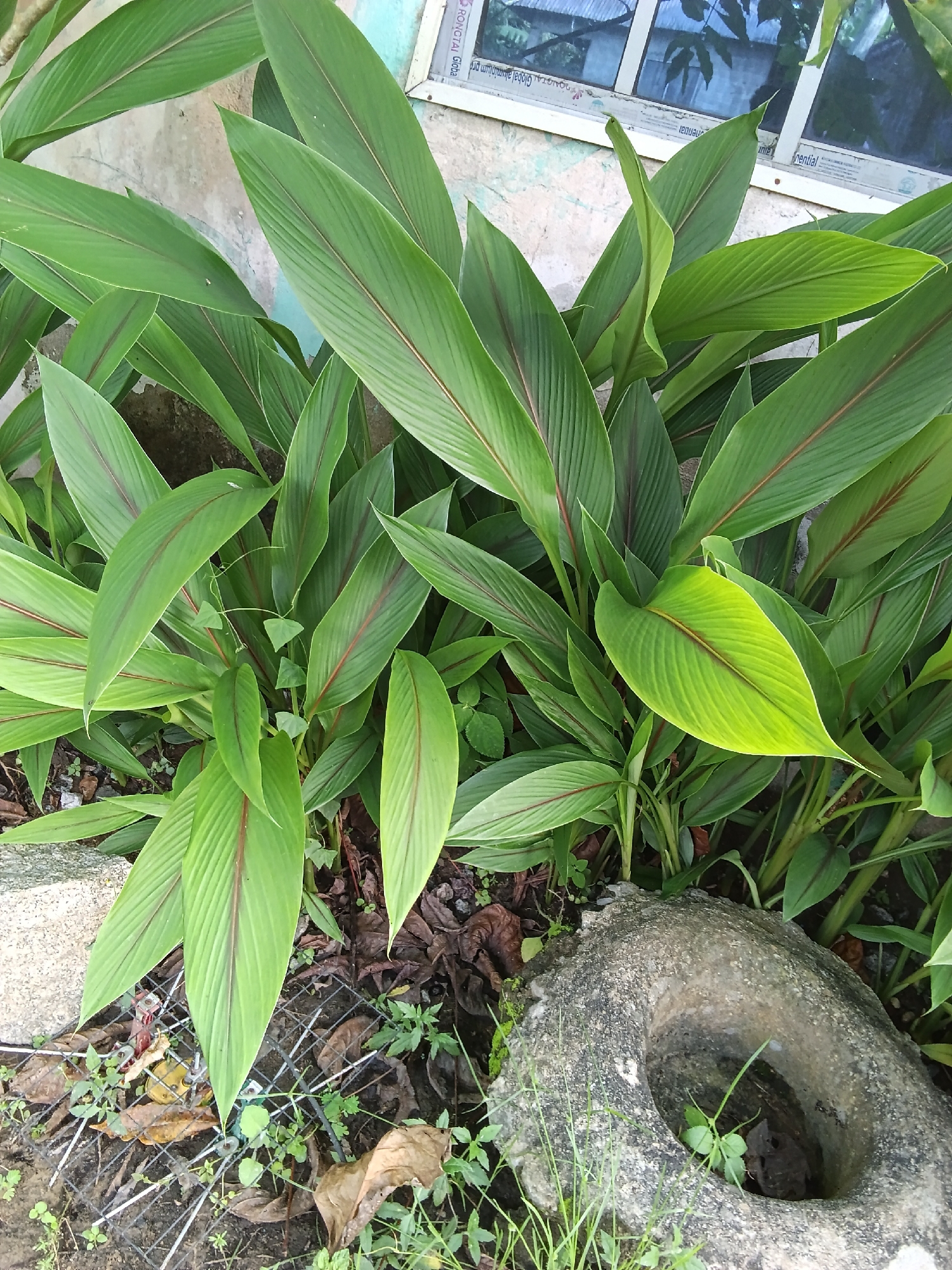 This is a medium shot, eye-level, outdoor photograph of a patch of lush green plants, likely turmeric, with prominent reddish-purple veins running through their large, pointed leaves. The plants are dense and healthy, filling the majority of the frame. In the bottom right corner, a weathered, circular stone object with a hole in the center is visible, appearing to be part of a garden feature. The ground around the plants is covered with dry leaves, dirt, and some sparse green grass. A thin wire mesh lies on the ground in the lower left portion of the image, partially obscured by leaves and plants. In the background, a textured, light-colored wall is visible, with a section of a window or frame with blue-tinted glass. Some faint text is visible on the window frame, too blurry to read clearly. The overall impression is of a natural, somewhat wild garden setting. The lighting suggests it is daytime, with soft, diffused light, possibly indicating an overcast sky or shade.