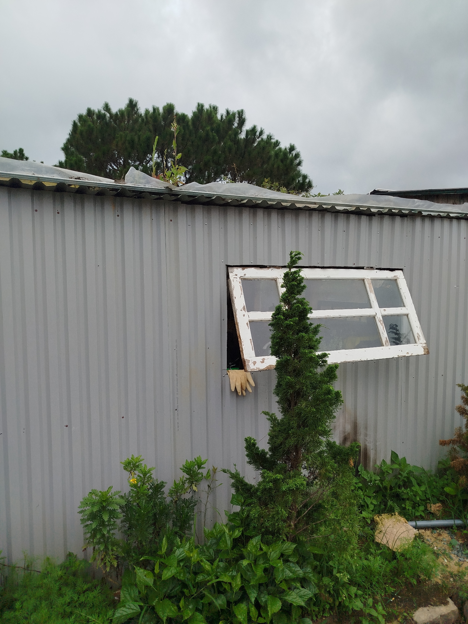 The image depicts a weathered corrugated metal shed in Da Lat, Vietnam. A single, dilapidated white-framed window is ajar, revealing a glimpse of what appears to be gardening gloves inside. A small evergreen tree stands in front of the shed, partially obscuring the window. Lush green foliage surrounds the base of the shed, suggesting an outdoor, possibly rural or semi-rural setting. The sky is overcast, contributing to the muted and somewhat somber atmosphere of the scene. The presence of the shed, the vegetation, and the overcast sky are typical of the cooler, misty climate found in the highlands of Da Lat.
