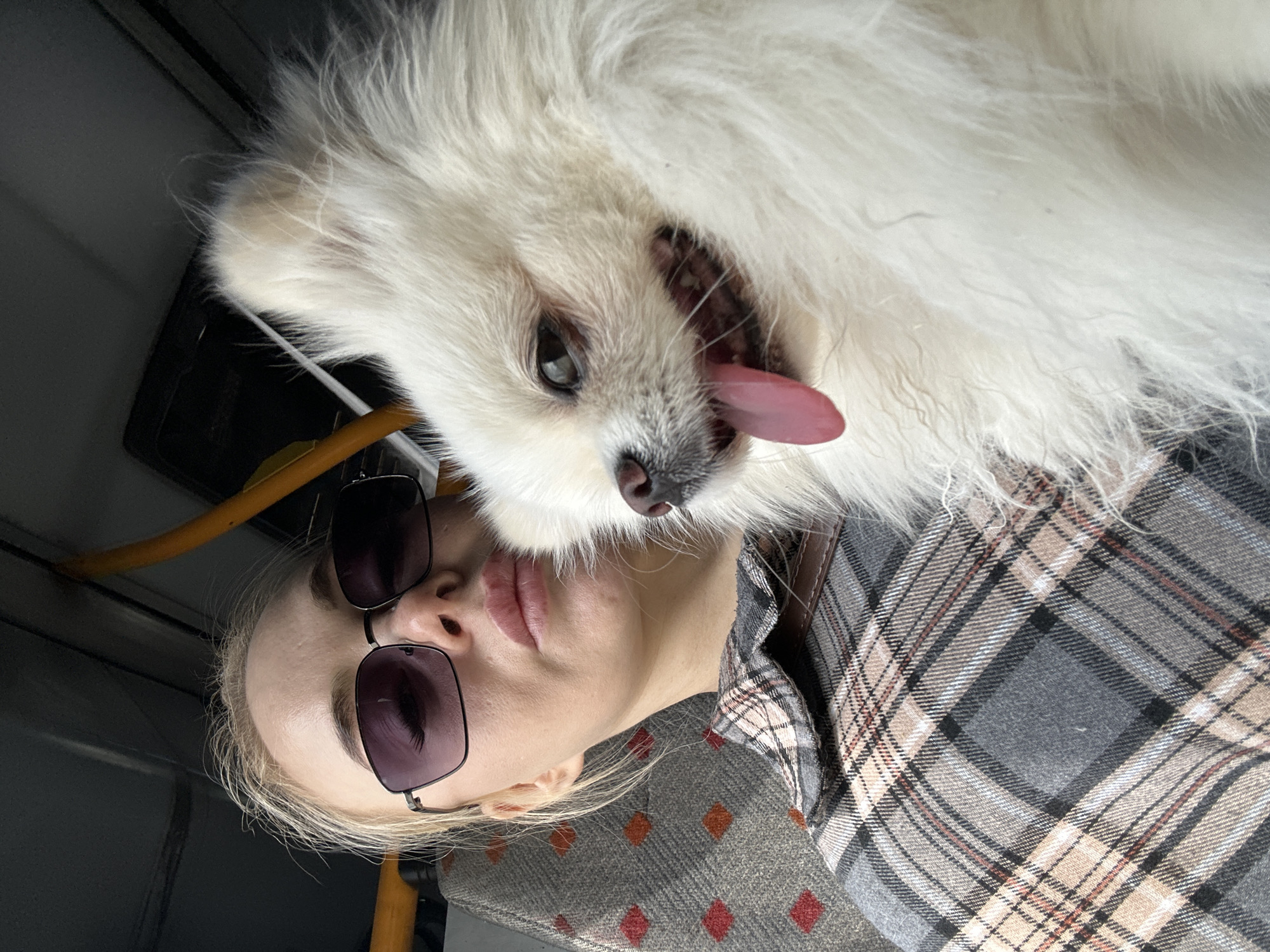 A woman and a white dog are in an indoor public space. The woman is seen from the chest up, tilted towards the left, wearing sunglasses and a gray plaid shirt. The dog is a fluffy, white, small breed with its mouth open and tongue sticking out, positioned above the woman's head. The environment is blurry and shows hints of a bus interior, including metal support poles and patterned fabric seats. It is not possible to ascertain the specific location, Megion, Russia, with this level of detail.