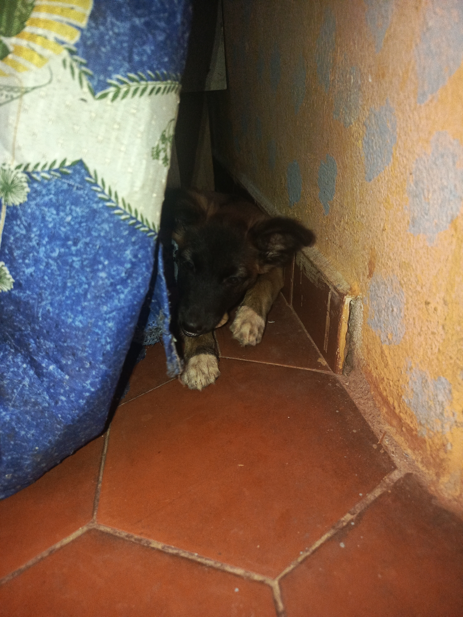 A small, brown and black dog is partially hidden between a blue and white floral patterned curtain and a textured yellow wall with light blue splotches. The floor is covered in hexagonal, reddish-brown tiles. The setting may be a domestic interior. There is no explicit evidence in the photo to confirm that this image was taken in Juan Griego, Venezuela.