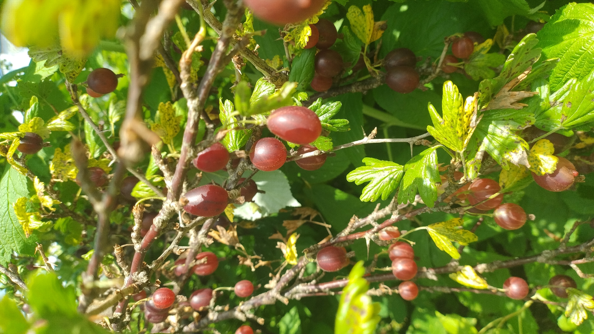 The image shows a close-up view of a gooseberry bush laden with ripe berries. The berries are varying shades of red and dark purple, clustered along thorny branches. Green leaves, some showing signs of yellowing or browning, are interspersed among the fruit. The lighting suggests it is a sunny day, with light filtering through the foliage. The background is a blur of green, indicating a natural outdoor setting. This scene is likely from a garden or a park in Tukums, Latvia, where gooseberries are cultivated. There are no people or animals visible in the image.