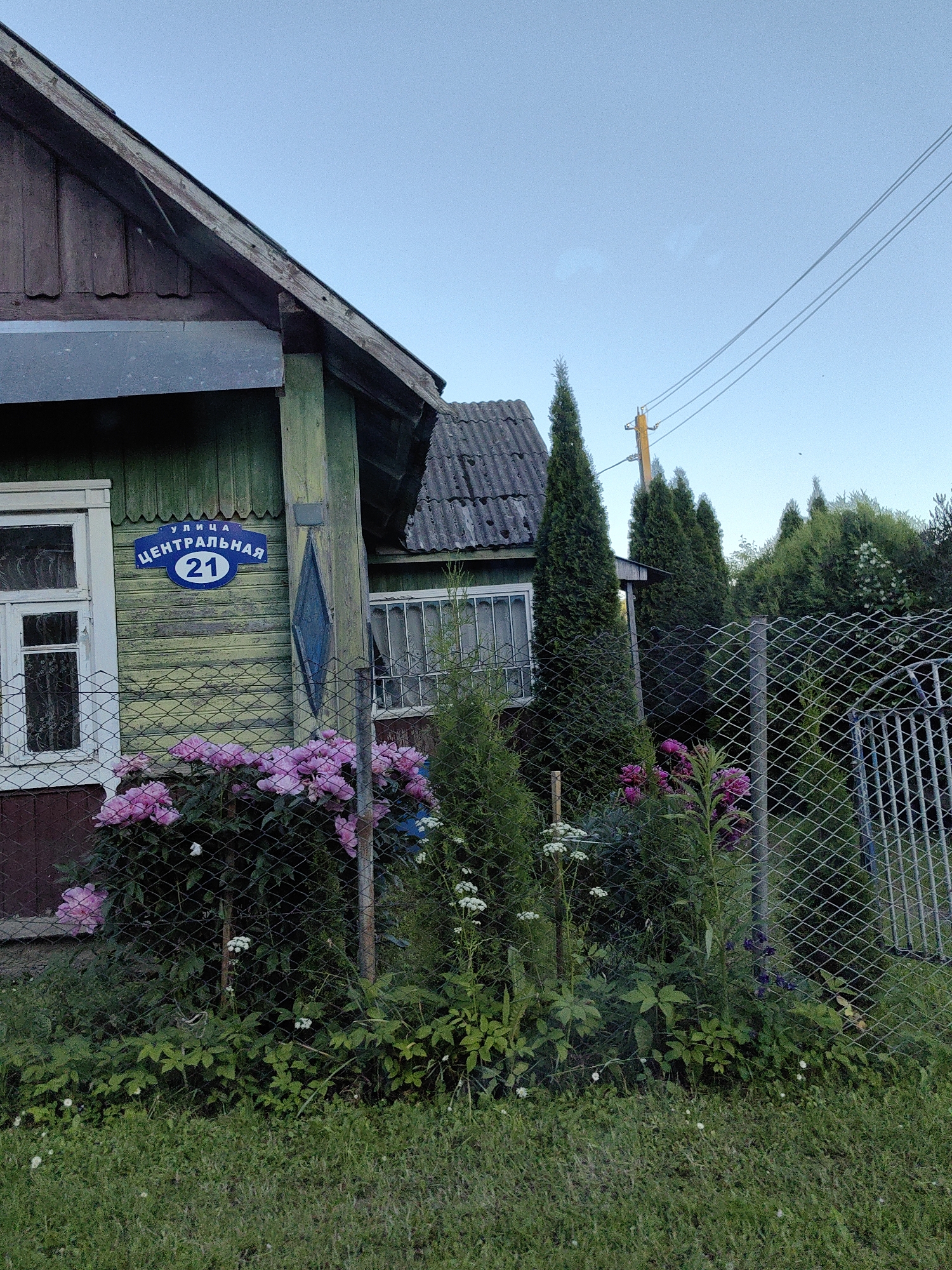 This image depicts the exterior of a weathered, green wooden house in the village of Dzyamidavitsky Sel'skiy Sovet, Belarus. A blue street sign with white lettering reads "УЛИЦА ЦЕНТРАЛЬНАЯ 21", indicating the address is Central Street, number 21. The house has a visible window with white trim. In front of the house, a chain-link fence encloses a garden filled with lush green foliage and vibrant pink peonies. Several tall, slender evergreen trees stand to the right of the house, with more trees and vegetation extending into the background. The sky is a clear, pale blue, with power lines visible stretching across the upper right portion of the frame. The overall scene is a rustic residential outdoor setting.