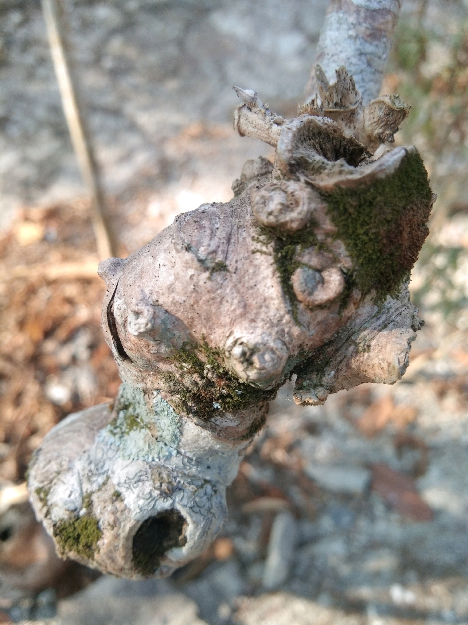 A close-up, macro photograph focuses on a gnarled, lichen-covered tree branch. The branch exhibits a rough, textured surface with various protuberances and indentations, suggesting age and growth patterns. Green moss clings to some parts of the bark, and a small hole is visible on the lower portion of the branch. The background is blurred, with hints of dry leaves and a light-colored, possibly rocky or concrete surface, suggesting an outdoor environment in an urban or semi-urban setting. The lighting indicates a daytime scene, with shadows cast on the branch. The location is identified as Karangsambung, Indonesia.