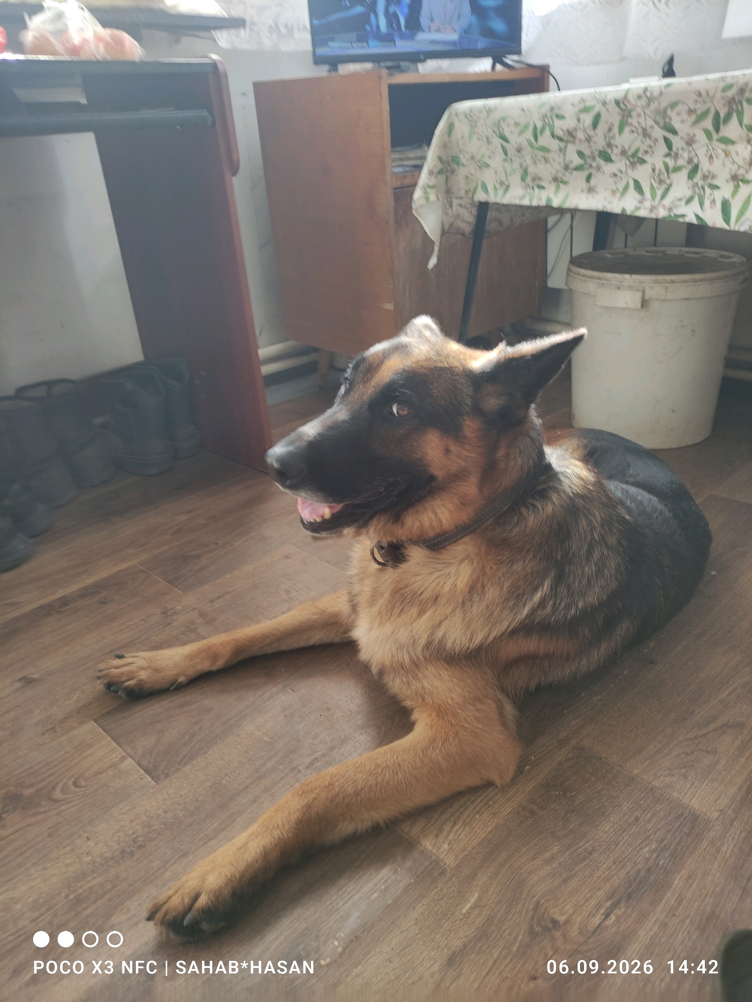 A German Shepherd dog lies on a wooden floor in an indoor setting, appearing to be a home. The dog is facing left, with its mouth slightly open and its tongue visible. Its fur is a mix of tan and black. The environment includes a wooden floor, a dark brown cabinet or furniture piece to the left, a lighter brown cabinet behind the dog, and a table covered with a floral tablecloth in the background. A white plastic bucket is visible to the right of the dog. The lighting suggests a bright day, with sunlight casting shadows. The bottom of the image contains watermarks indicating the device used ("POCO X3 NFC"), a name ("SAHAB*HASAN"), and a date and time ("06.09.2026 14:42"). No specific location in Kostroma, Russia, can be determined from the image alone.