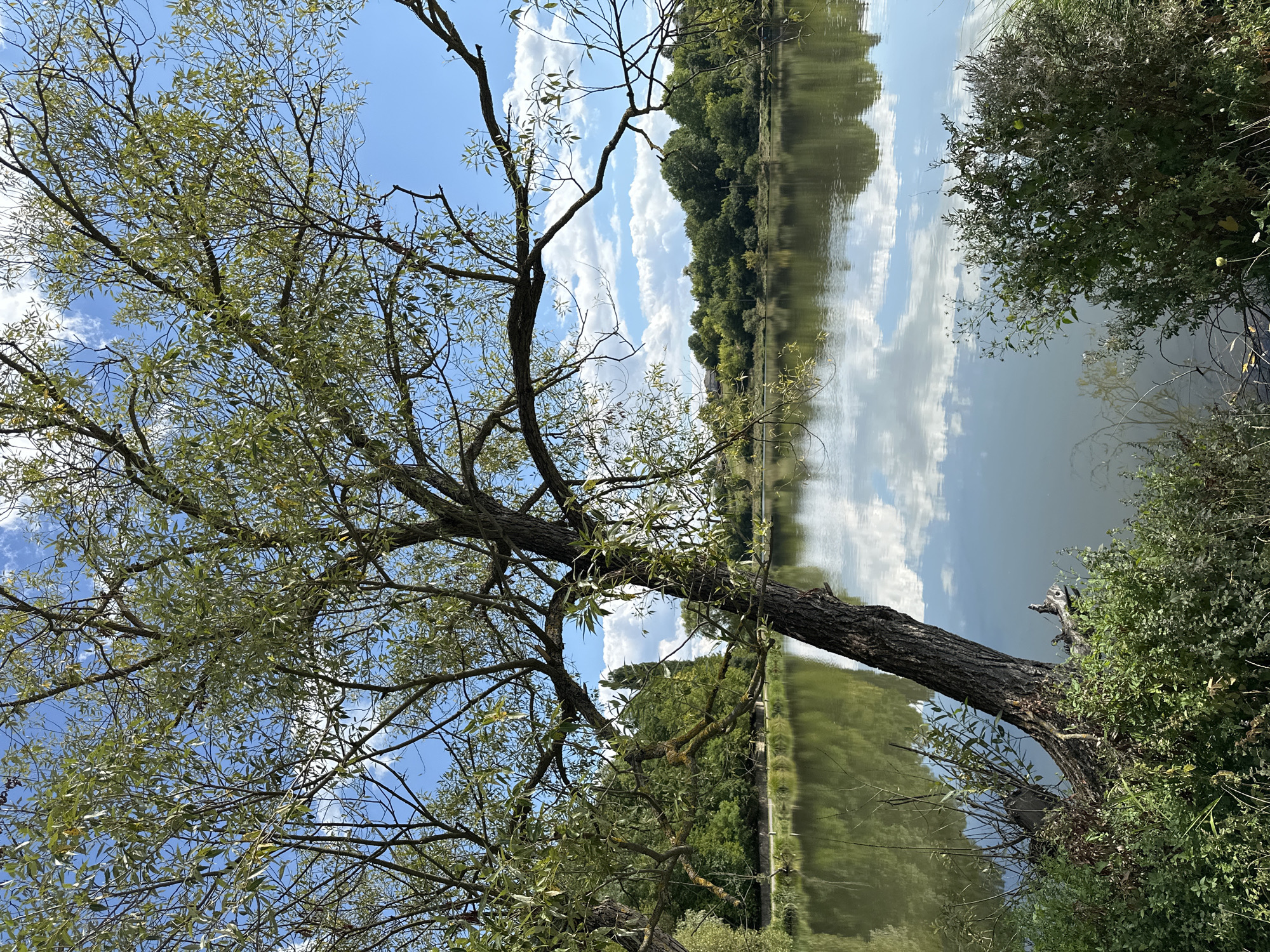 The image depicts a tranquil lakeside scene with a large, leaning tree in the foreground, its branches extending over the water. The lake's surface reflects the sky, which is partly cloudy with a vibrant blue hue. Dense green foliage lines the opposite bank of the lake, interspersed with trees. The overall impression is one of natural serenity. The image is not geotagged and therefore its specific location within Makiv, Ukraine cannot be determined.