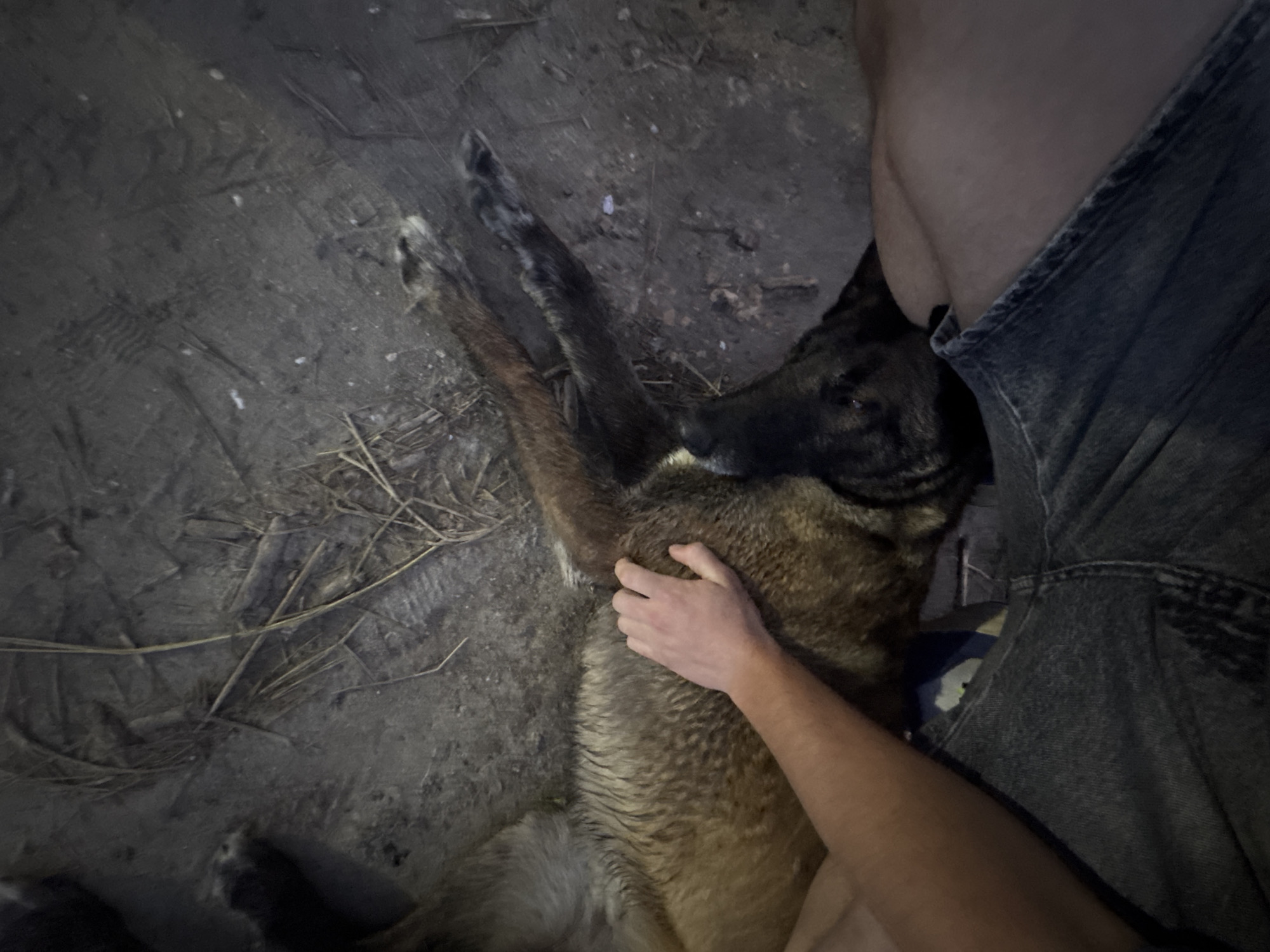 A person is petting a dog lying on the ground. The ground appears to be dirt with some dry grass and debris. The person's arm and hand are visible, as is their denim shorts. The dog is a medium to large breed with tan and black fur. The scene is outdoors, and the lighting suggests it is either dusk or nighttime. No specific Varna landmarks are visible.