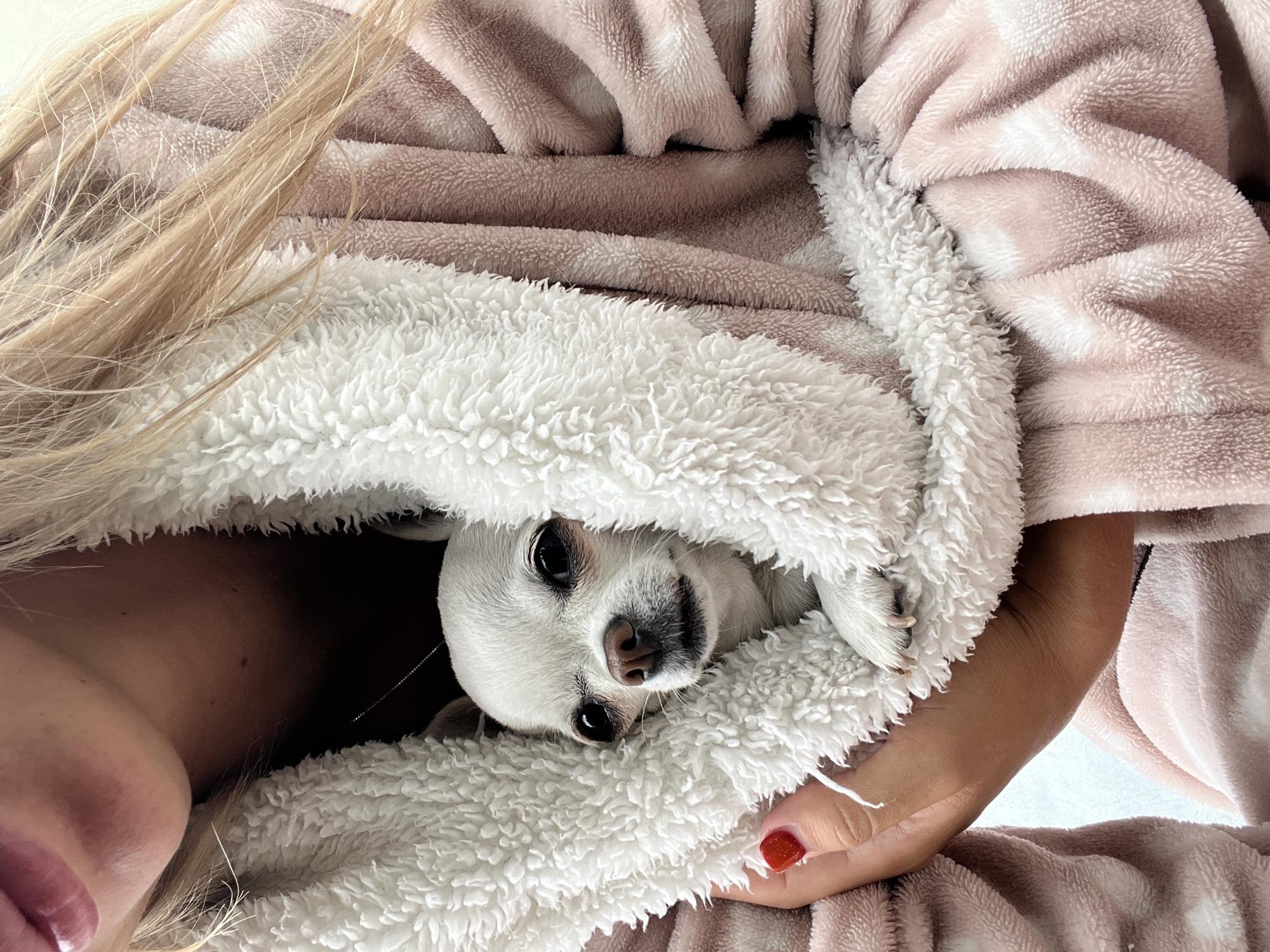 A close-up, eye-level shot shows a person partially visible from the chest up, holding a small white Chihuahua. The person is wearing a pink, plush robe with a white, fuzzy trim. The Chihuahua is tucked into the robe, with its head and front paws visible. The dog has large, dark eyes and a small pink nose. The person's hand, with a red-painted fingernail, is gently holding the dog. The background is out of focus, but appears to be an indoor setting. The image has a soft, warm quality. The location of Fontanka, Ukraine is not depicted in this image.