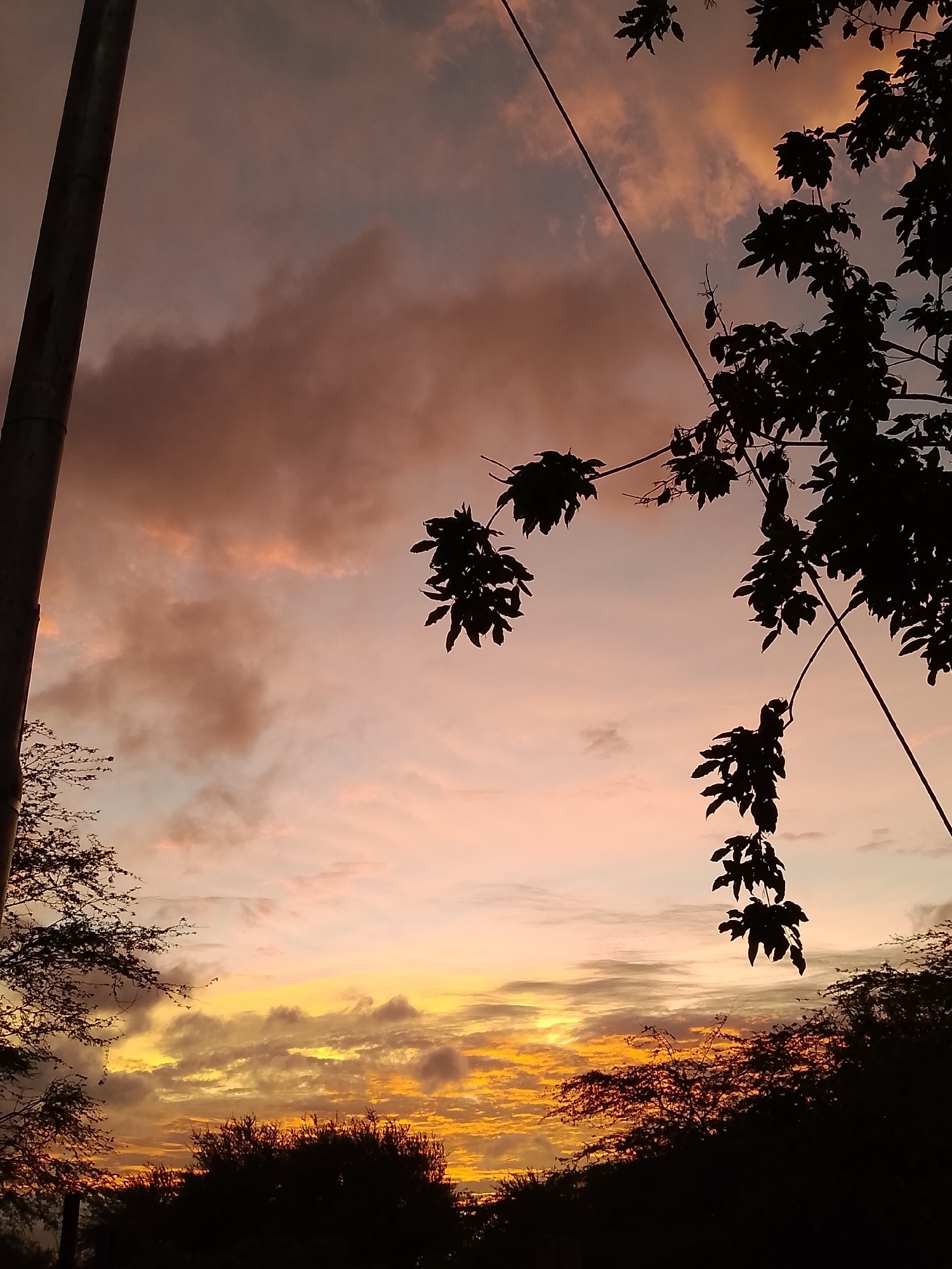 A silhouetted telephone pole stands to the left of the frame, with a power line stretching diagonally across the sky to the right. The sky is filled with dramatic sunset clouds, painted in hues of orange, yellow, pink, and purple. Dark silhouettes of trees and branches frame the bottom and right sides of the image, with some leaves and a vine visible in the foreground. The overall impression is one of a natural, atmospheric scene at dusk. The location is Altagracia, Venezuela.