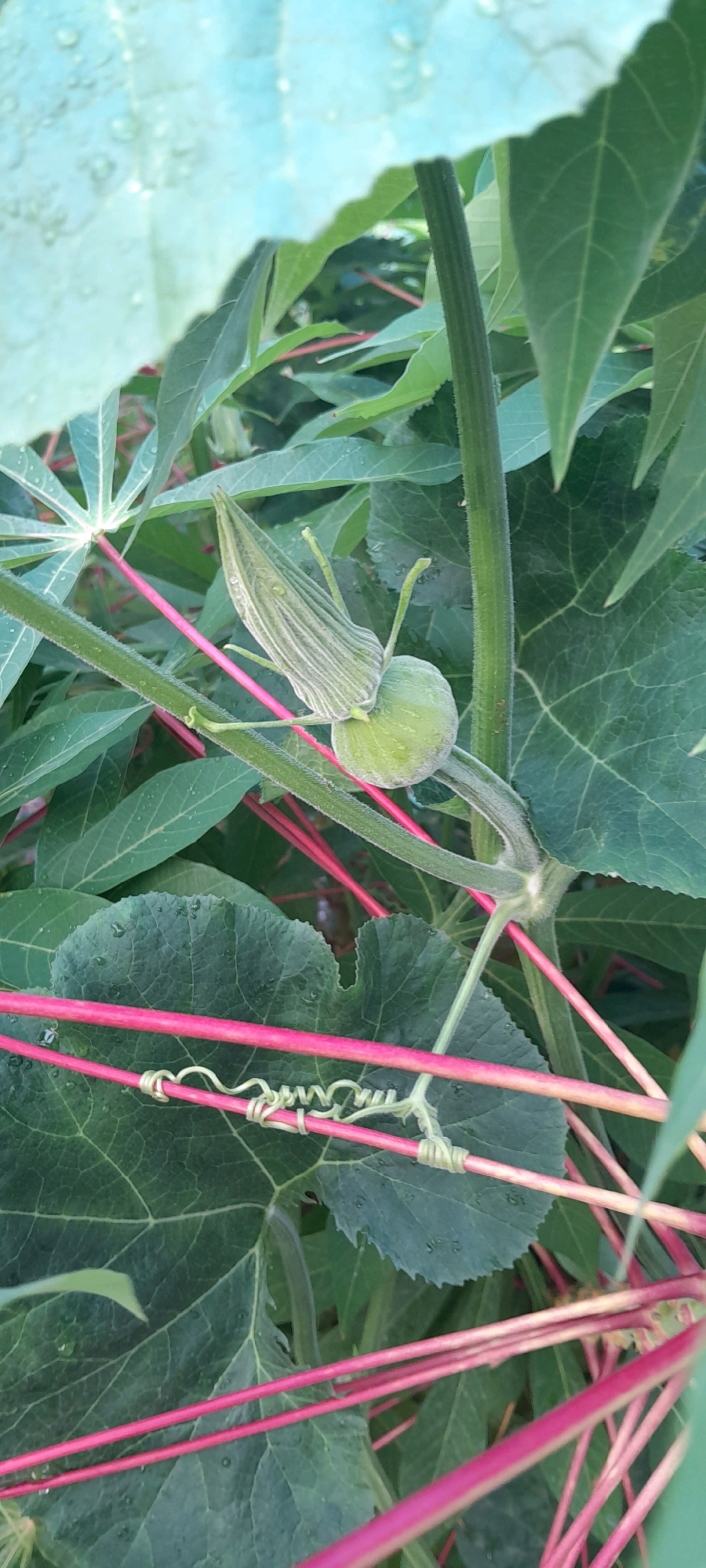 A close-up, eye-level shot captures a small, green, unripe gourd growing on a vine amidst lush green foliage. The gourd is round with a slight bulge and has a distinct ribbed calyx, partially covering its upper portion. The vine features bright pink stems, some of which are entwined with a thin, coiled tendril. The background is filled with various green leaves, some large and lobed, others slender and palmate. Water droplets are visible on some of the leaves, suggesting recent rain or dew. The lighting is natural and soft, indicating an outdoor setting during the daytime. The specific location is Bendungan, Indonesia. There are no people or animals present in the image.
