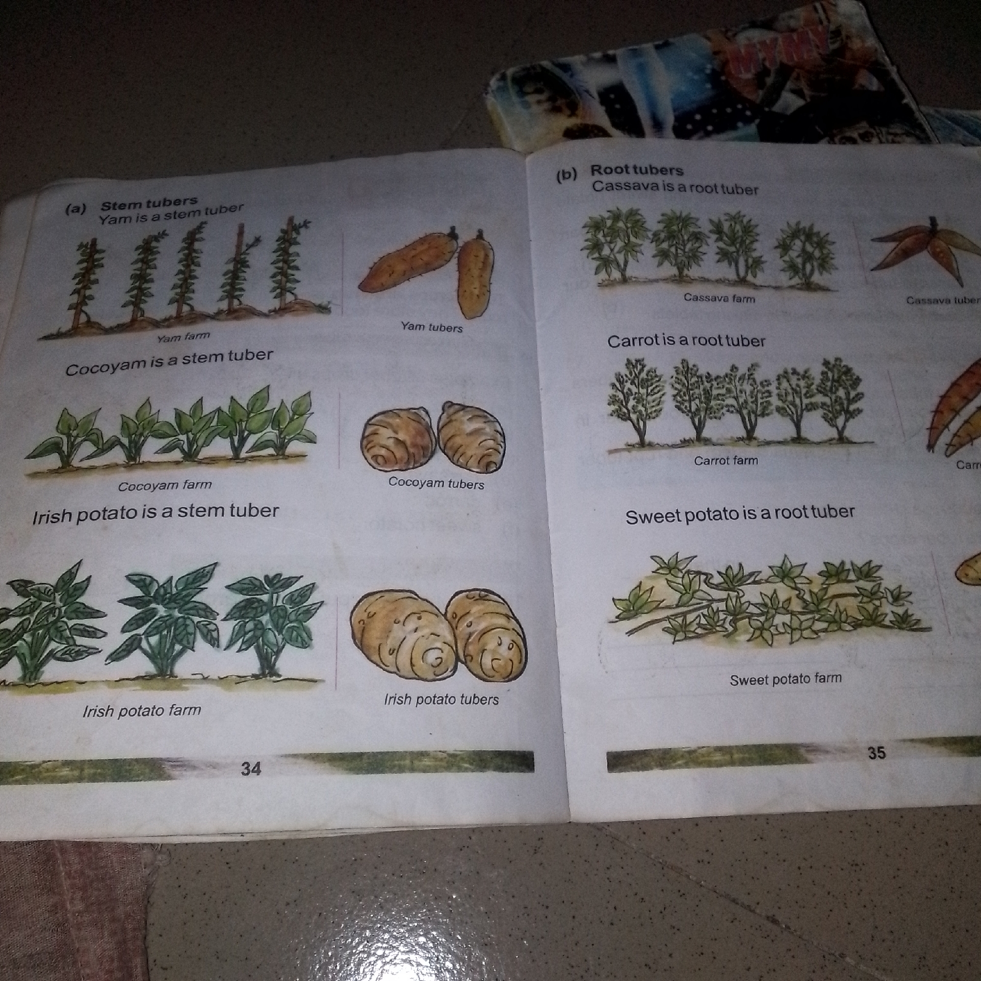 The image displays two pages of an educational book, illustrating different types of tubers. The left page, labeled "34," categorizes "Yam" and "Cocoyam" as stem tubers, showing images of their farms and tubers. It also depicts "Irish potato" as a stem tuber with its farm and tubers. The right page, labeled "35," classifies "Cassava" and "Carrot" as root tubers, illustrating their farms and tubers. Additionally, it shows "Sweet potato" as a root tuber with its farm. The book is open on a textured surface, possibly a floor or table. The background of the right page shows a part of another object with a colorful, abstract pattern. There are no people or animals visible in the image. The environment appears to be indoors. There is no information in the image that suggests a specific location in Jalingo, Nigeria.