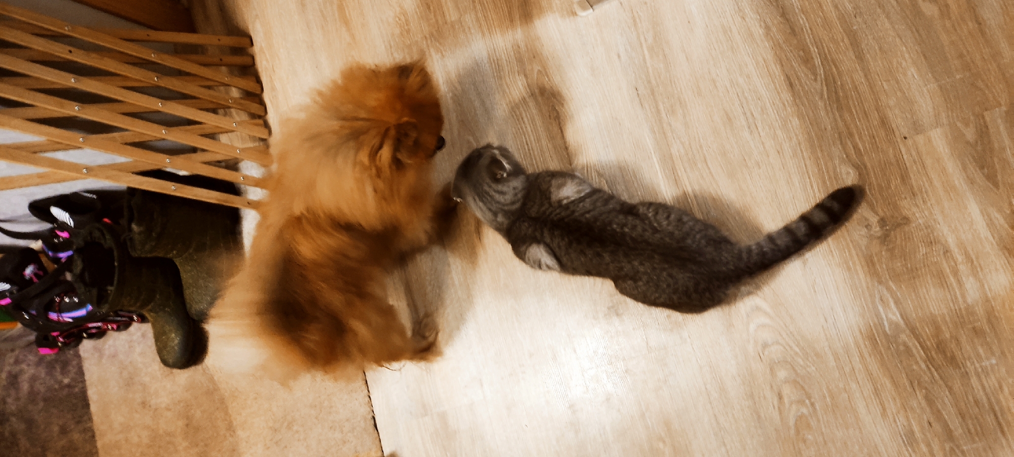 An orange Pomeranian dog is interacting with a grey tabby cat on a wooden floor. The dog is in the foreground, blurred and facing down. The cat is in the mid-ground, facing away from the camera, and appears to be lying down. In the background, to the left, are a pair of dark green rubber boots and some roller skates. To the right is a wooden accordion gate. This scene is likely indoors, possibly in a residential setting in Fryazino, Russia.