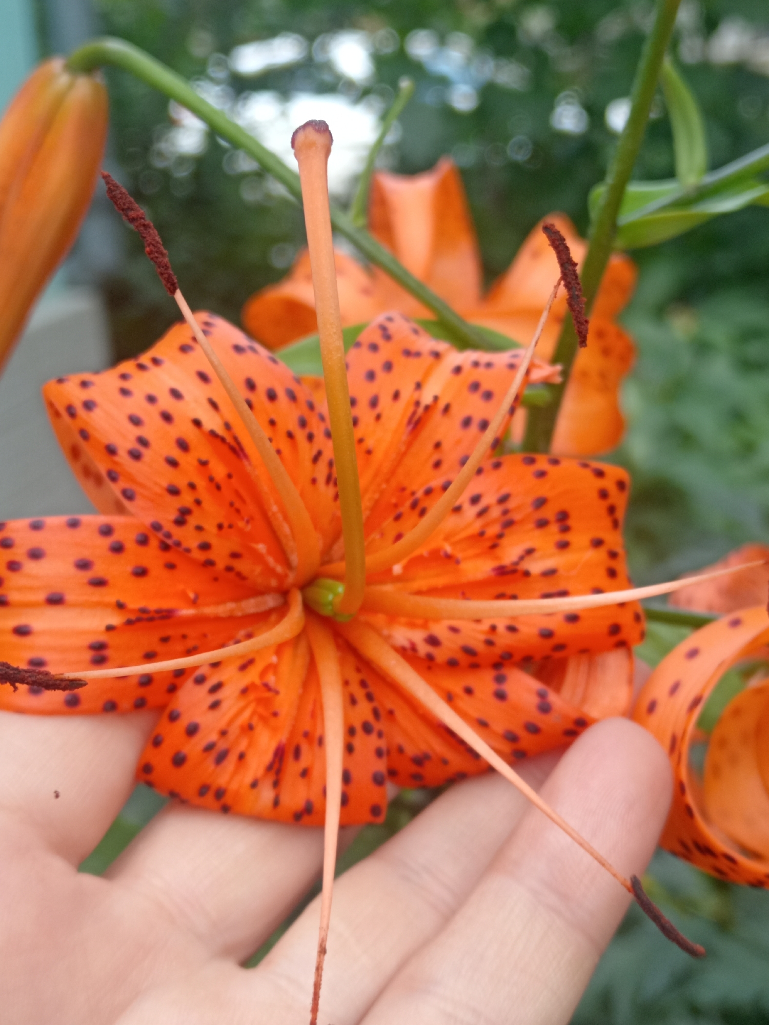 An orange tiger lily with black spots is in full bloom, its petals unfurled. The flower's stamen and pistil are prominently displayed in the center. A hand is visible at the bottom of the image, gently supporting the bloom. The background is a blur of green foliage and soft, bokeh lights, suggesting an outdoor setting. The image was taken in Belogorsk, Russia.